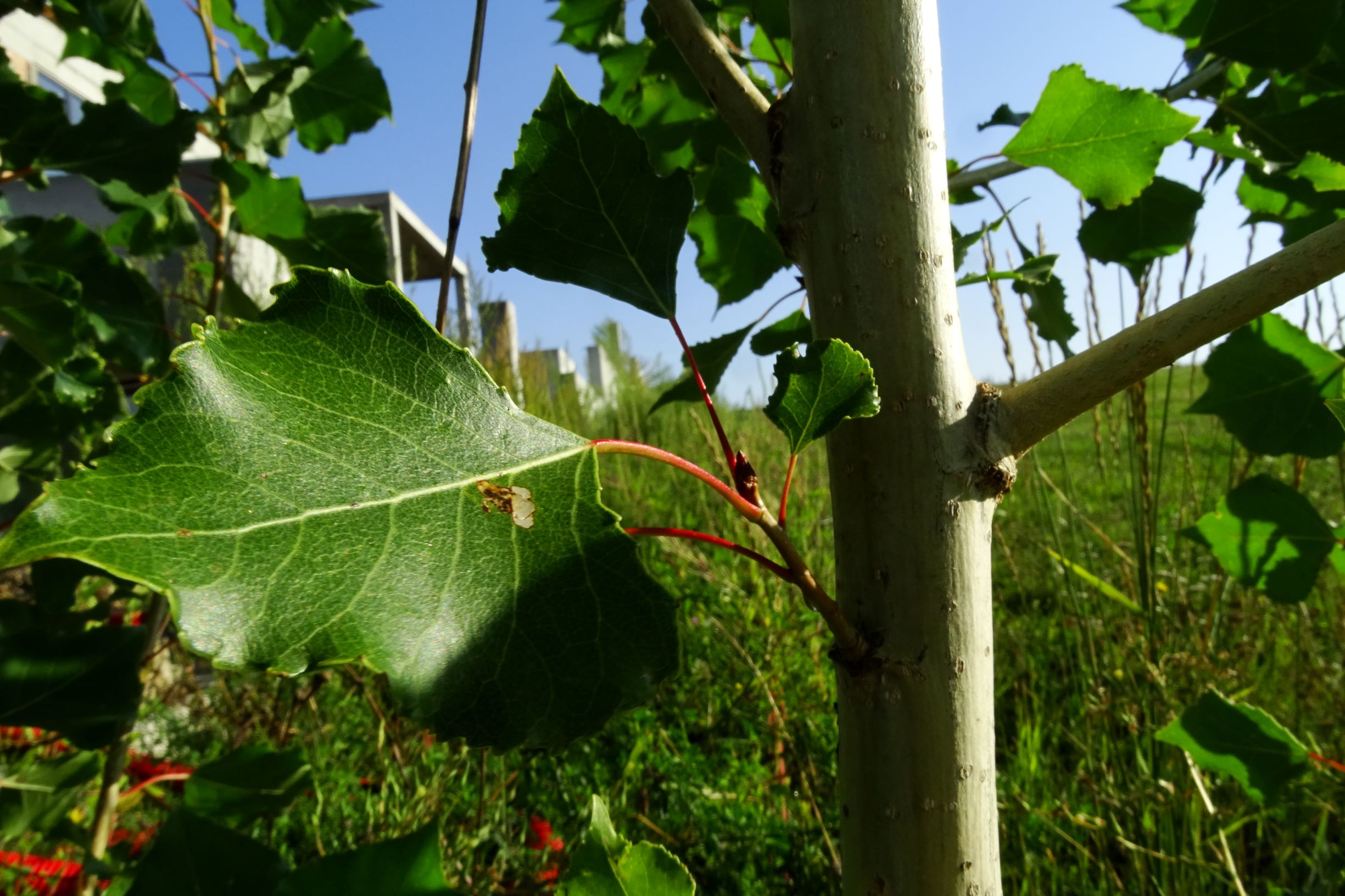 DSC05217 prell-SO populus cf. nigra.JPG