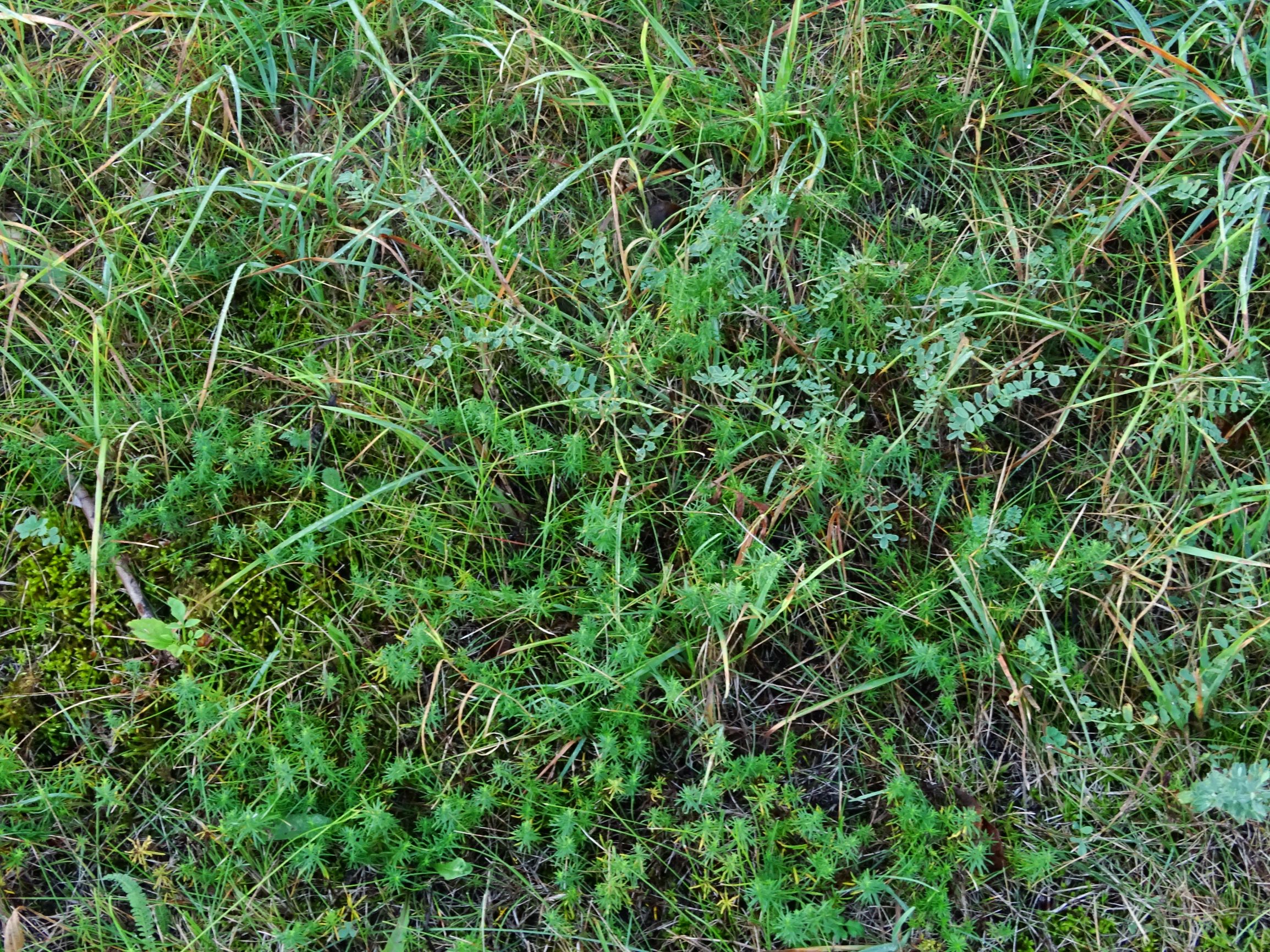 DSC05242 prell-SO galium verum agg., securigera varia.JPG