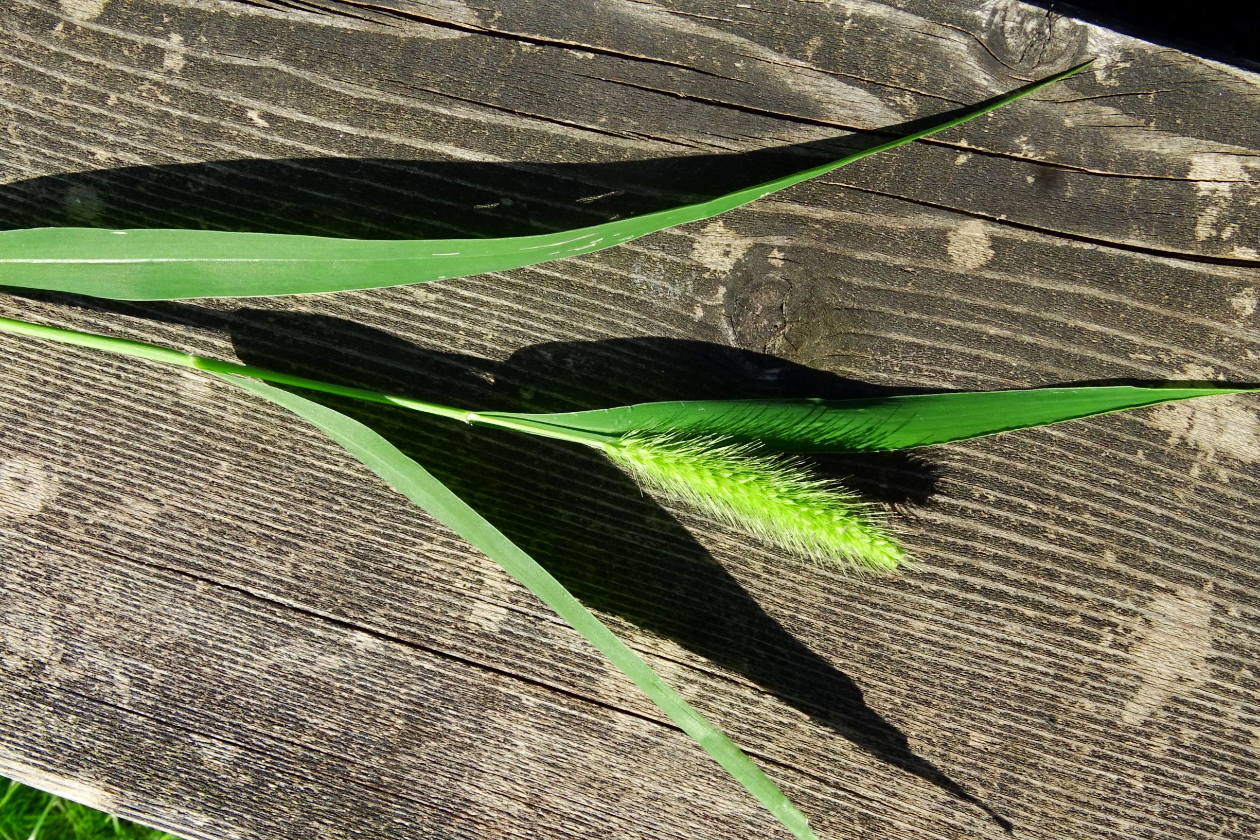 DSC00824 prell-mitte setaria viridis var. viridis.JPG