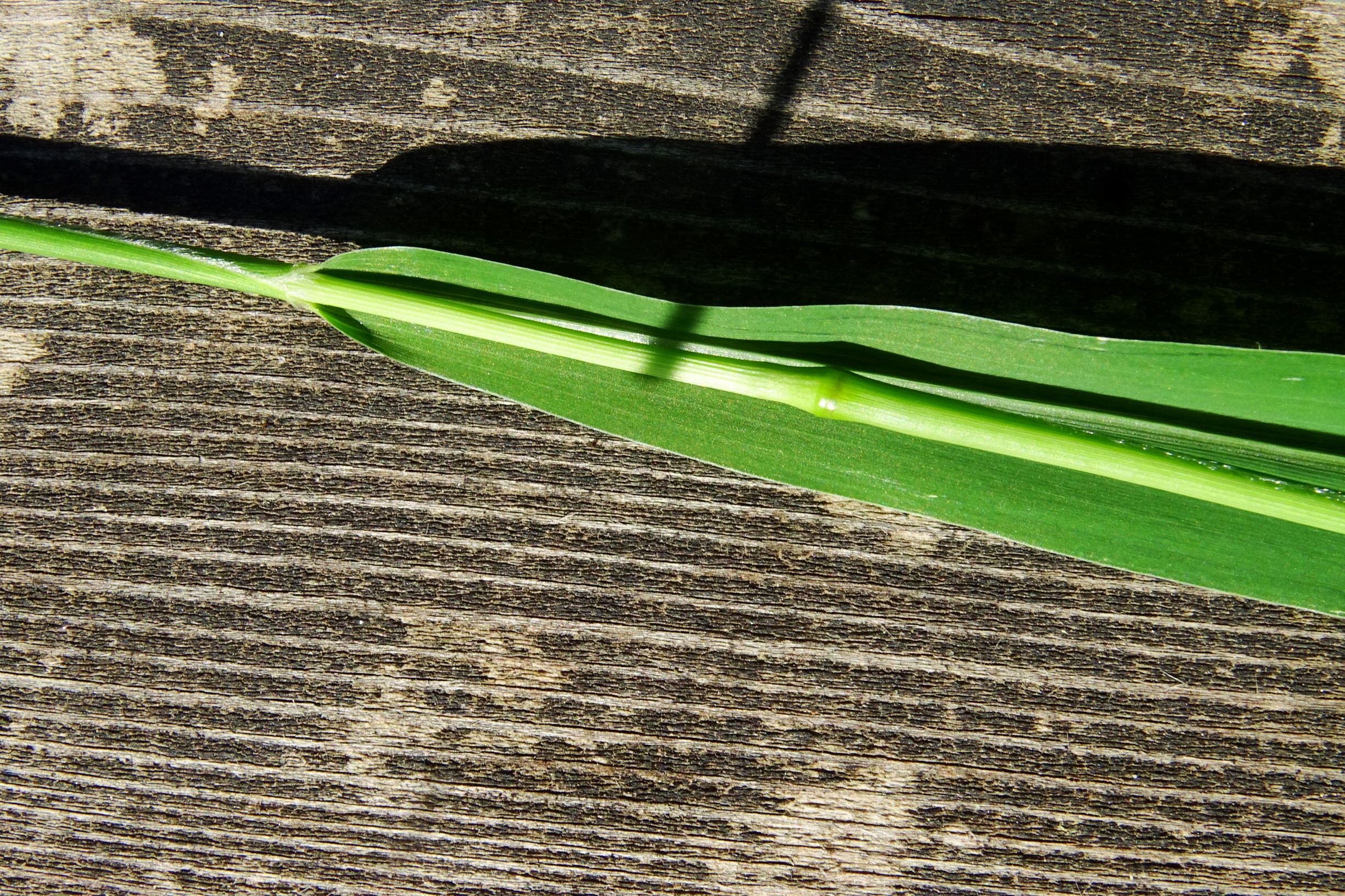 DSC00838 prell-mitte setaria viridis var. viridis.JPG