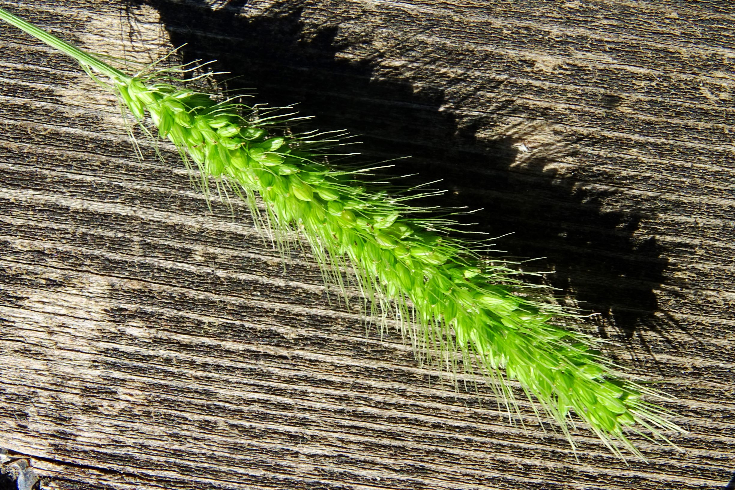 DSC00846 prell-mitte setaria viridis var. viridis.JPG