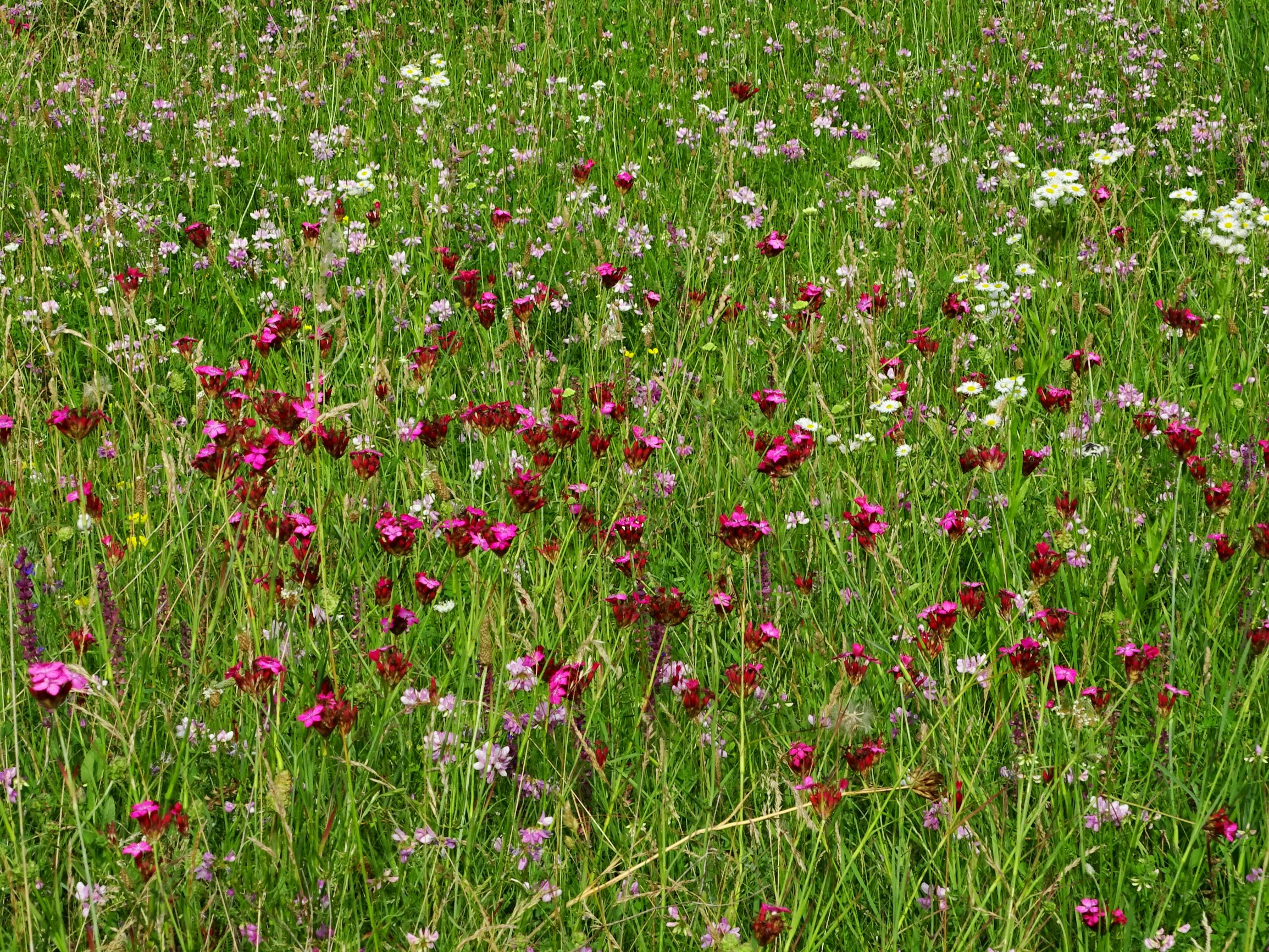 DSC06105 prell-mitte dianthus giganteus, securigera varia etc. 2020-07-01.JPG
