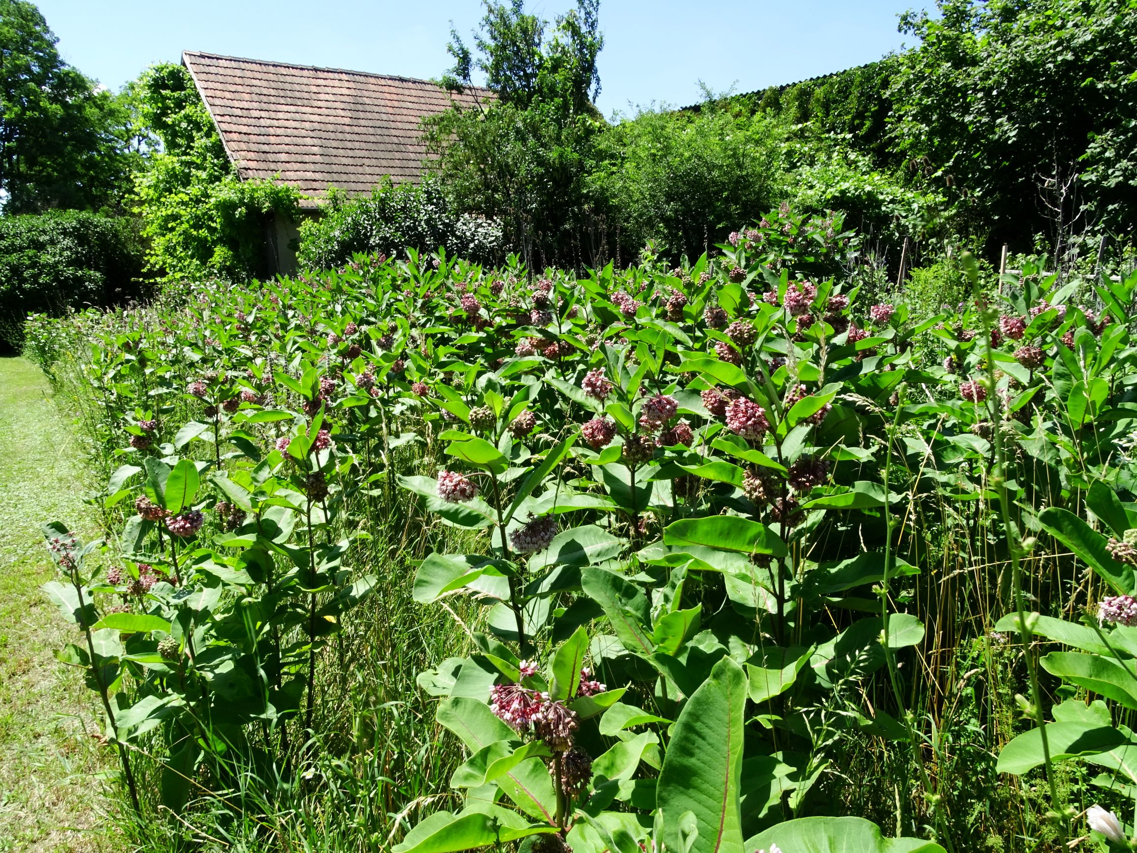 DSC06238 prell-mitte hochinvasiver bestand von asclepias syriaca.JPG