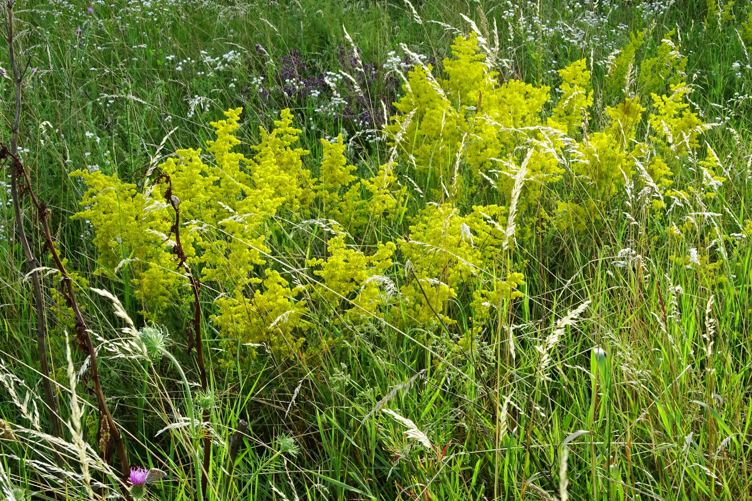 DSC06551 prell-mitte galium verum etc.JPG