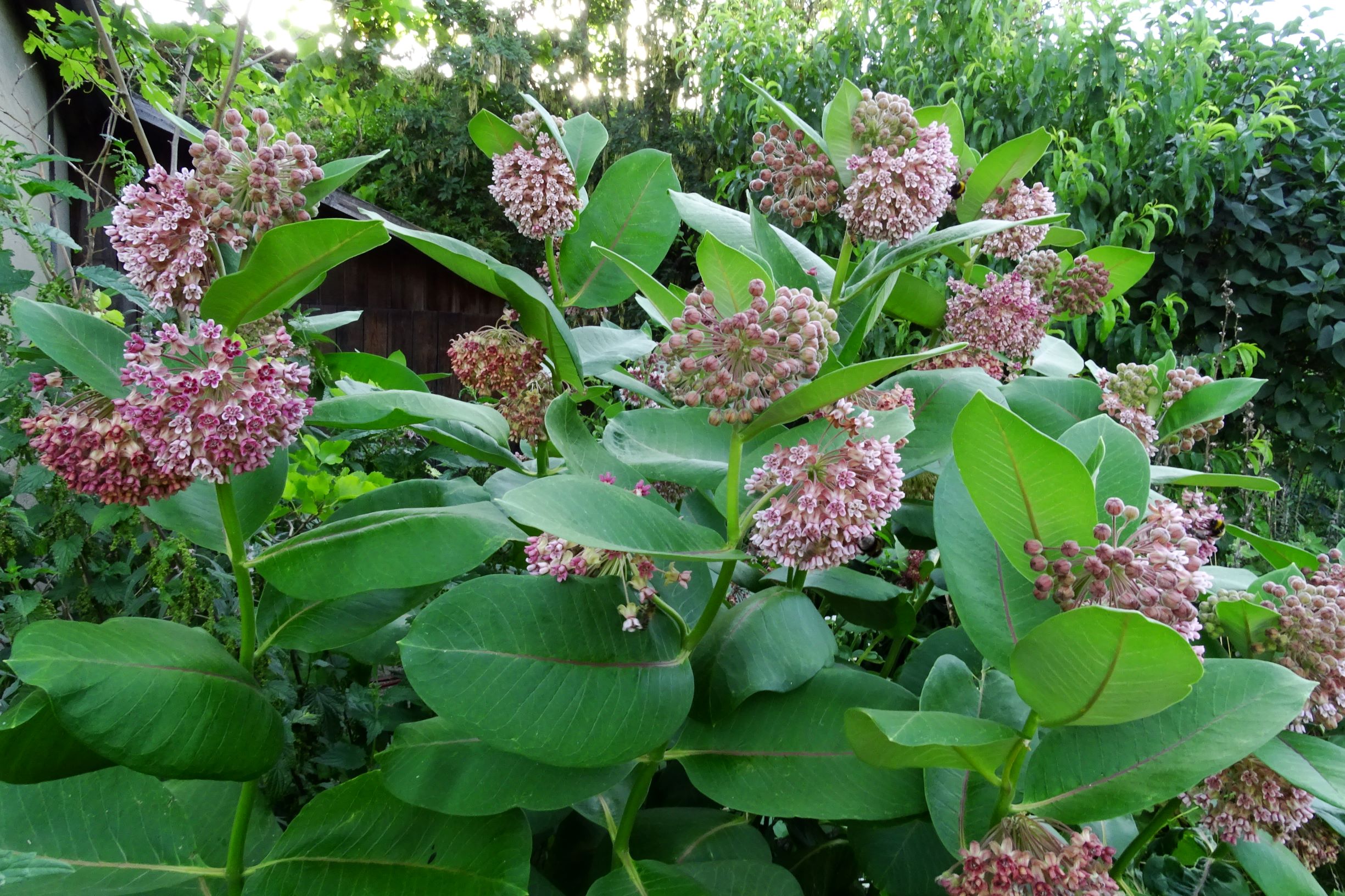 DSC06608 prell-mitte asclepias syriaca.JPG
