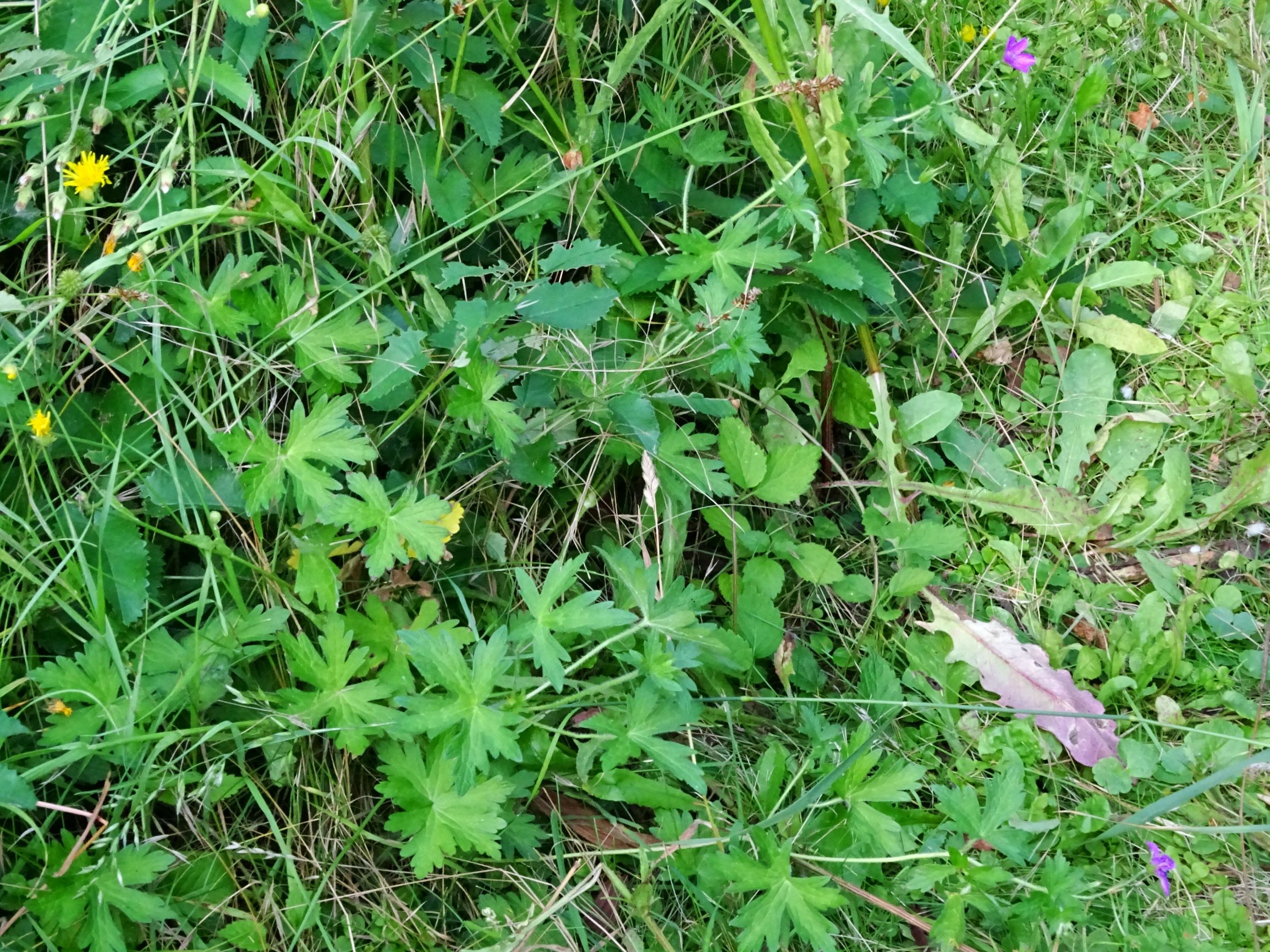 DSC06635 prell-mitte im garten eingeschleppte geranium palustre und sanguisorba officinalis, etc.JPG