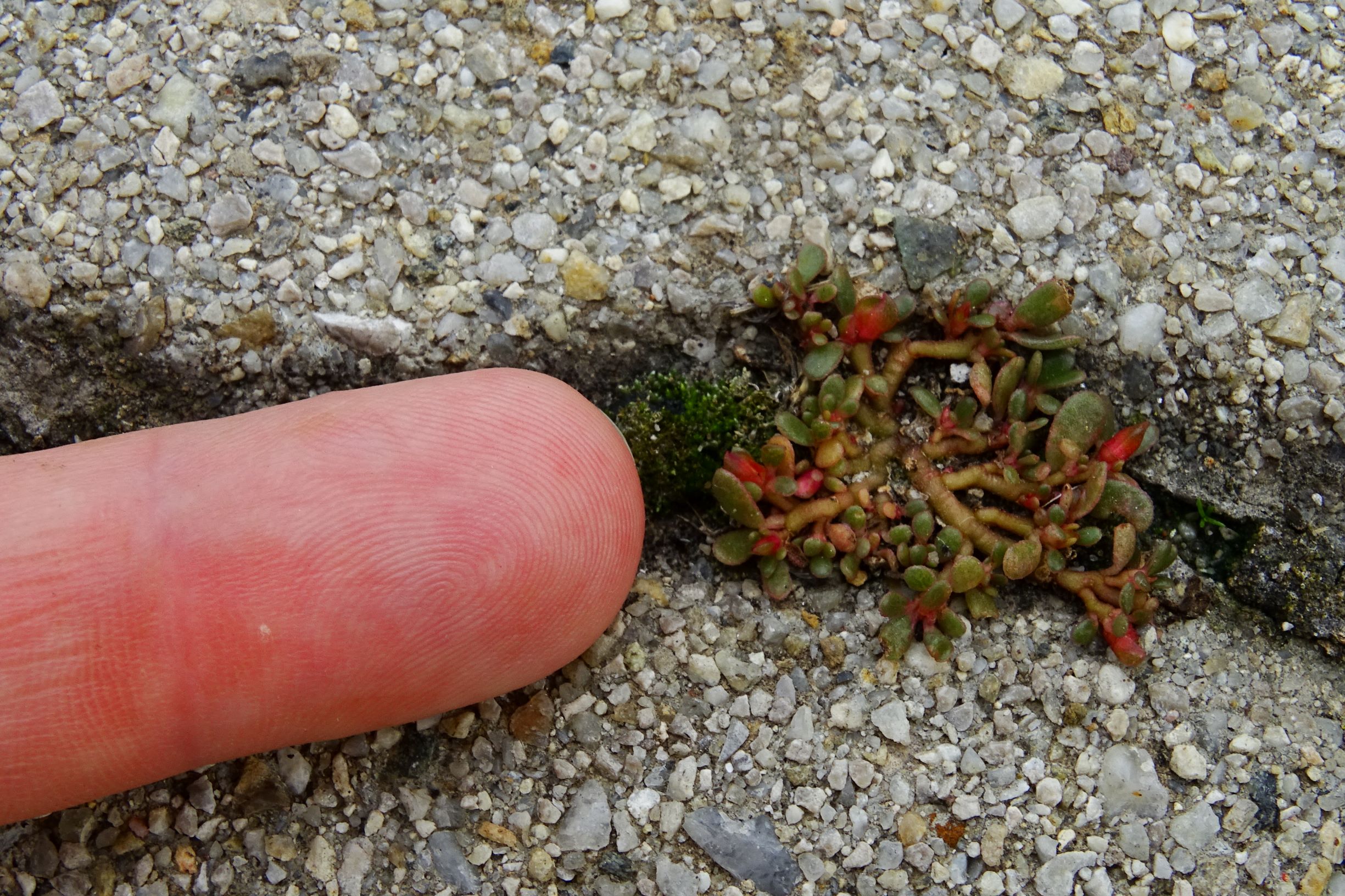 DSC05594 prell-mitte portulaca oleracea zwergexemplar.JPG