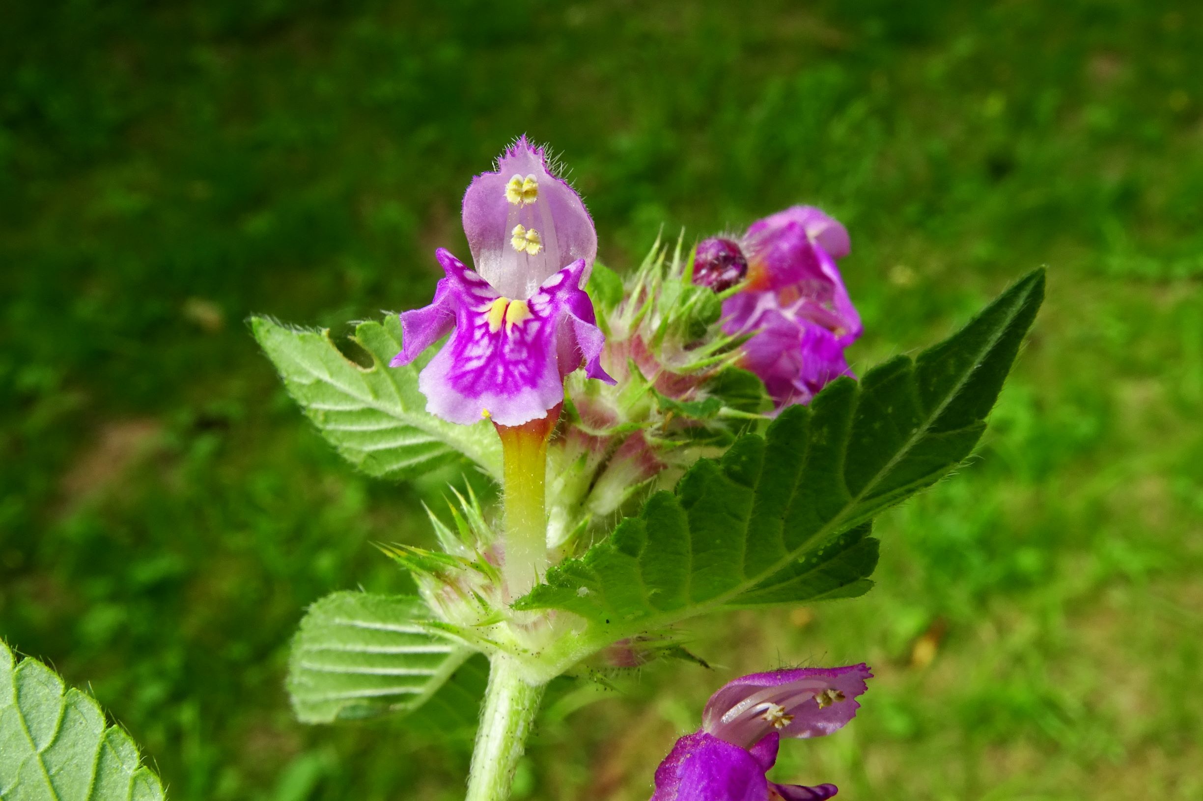 DSC05779 prell-SO Galeopsis p. pubescens.JPG