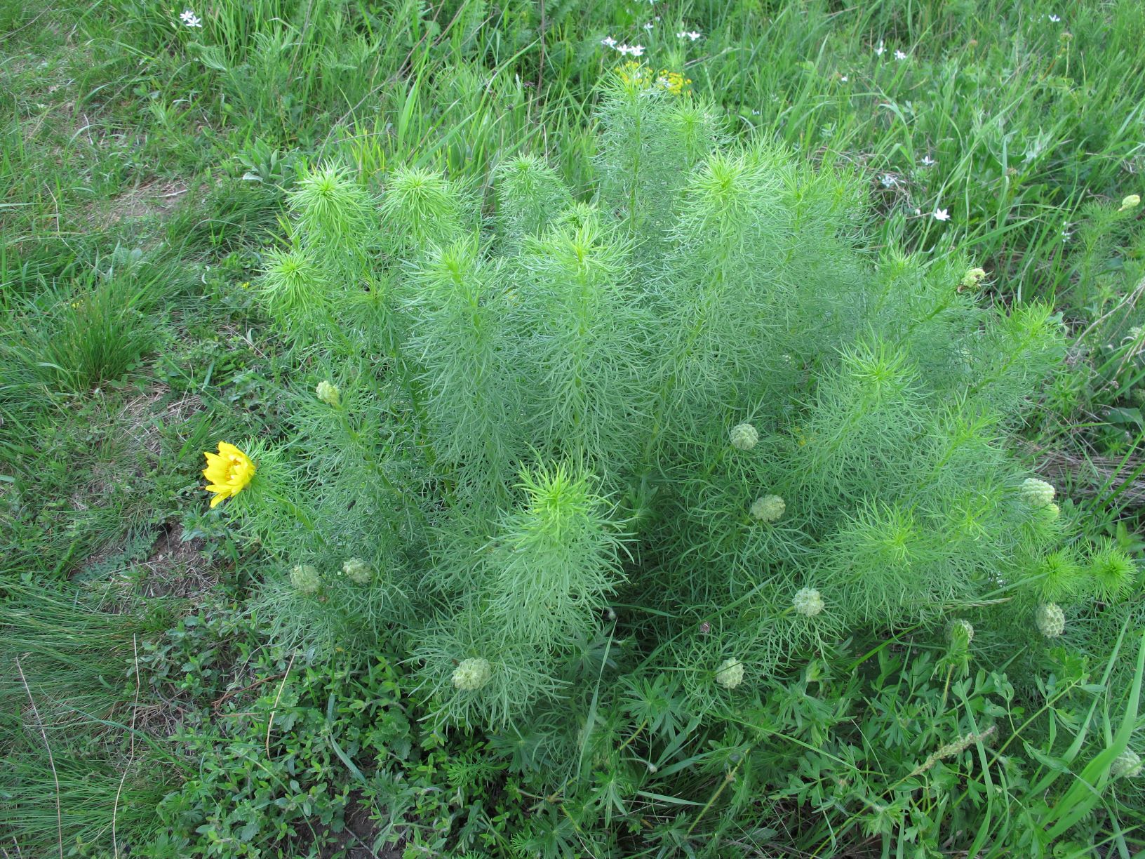 Adonis vernalis Adonisröschen, Schanze XII 02.05.2014 C (1).JPG