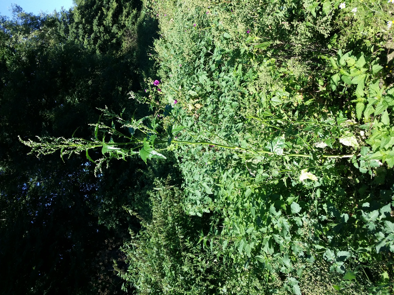 20200905_111720.jpg