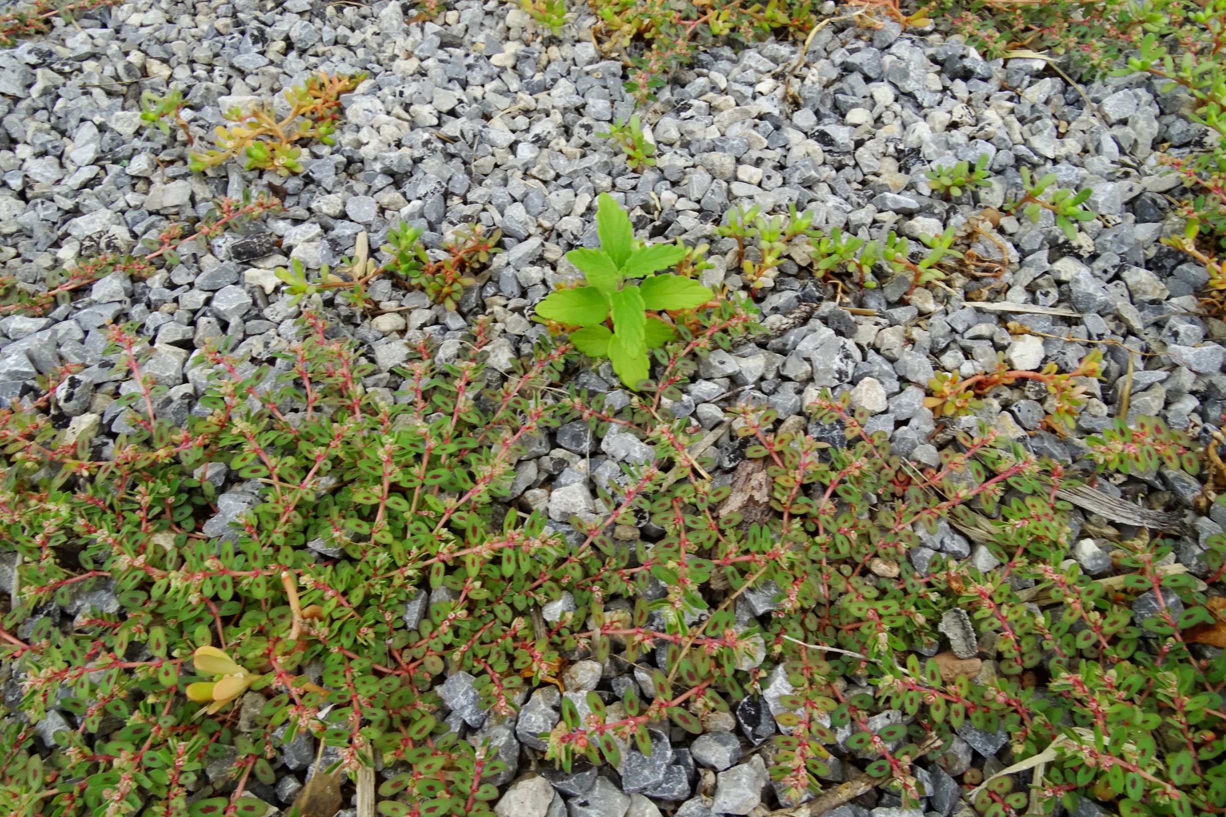 DSC05395 prell-mitte euphorbia maculata, caryopteris ×clandonensis, portulaca oleracea.JPG