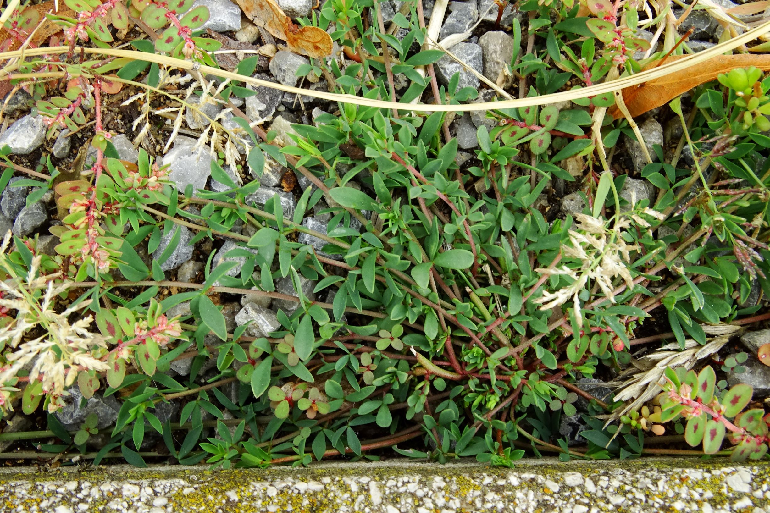 DSC05583 prell-mitte lotus tenuis, euphorbia maculata, eragrostis minor.JPG
