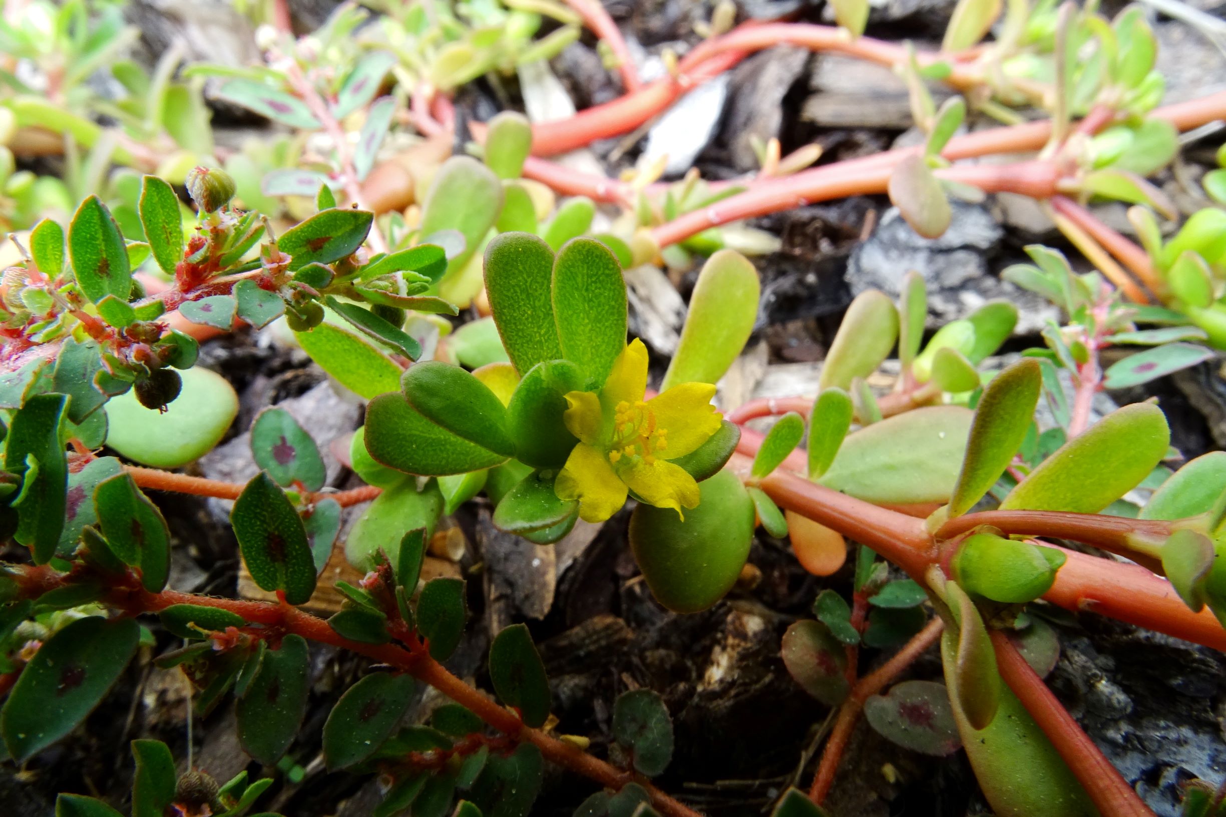 DSC05588 prell-mitte portulaca oleracea, euphorbia maculata.JPG