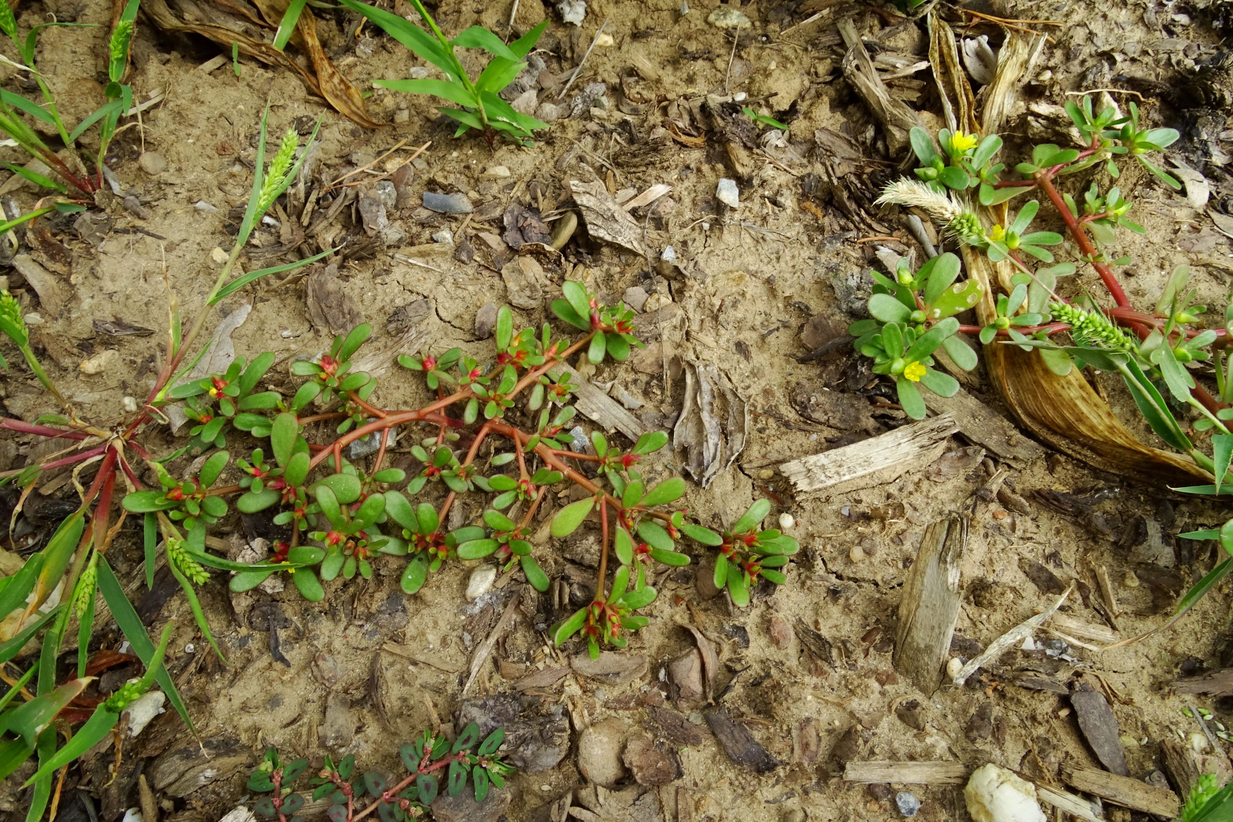 DSC05590 prell-mitte portulaca oleracea klein- und großblütig, etc.JPG