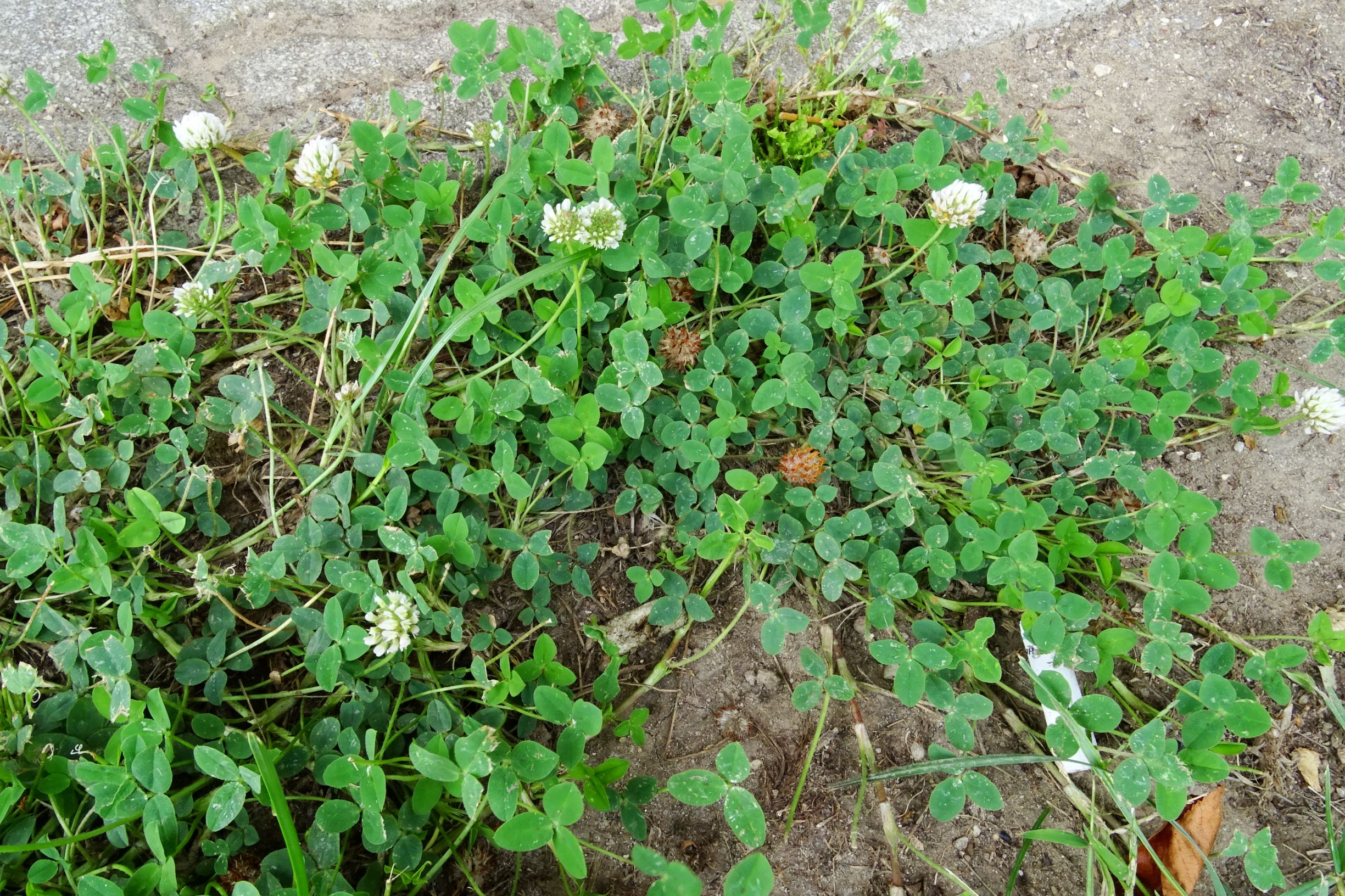 DSC05627 prell-mitte trifolium fragiferum weiß blühend.JPG