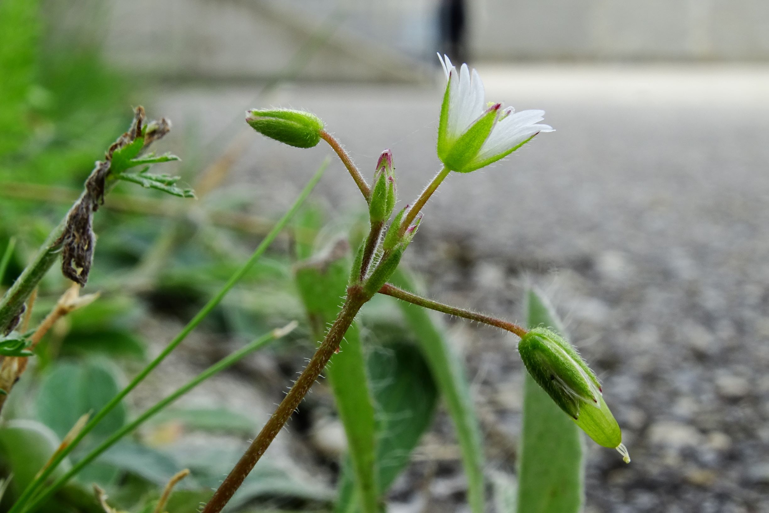 DSC05642 prell-mitte cerastium holosteoides.JPG