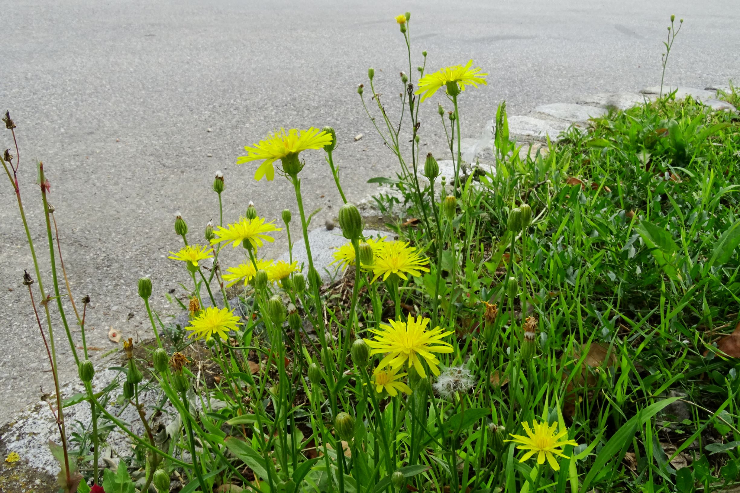 DSC05688 prell-SO crepis biennis.JPG