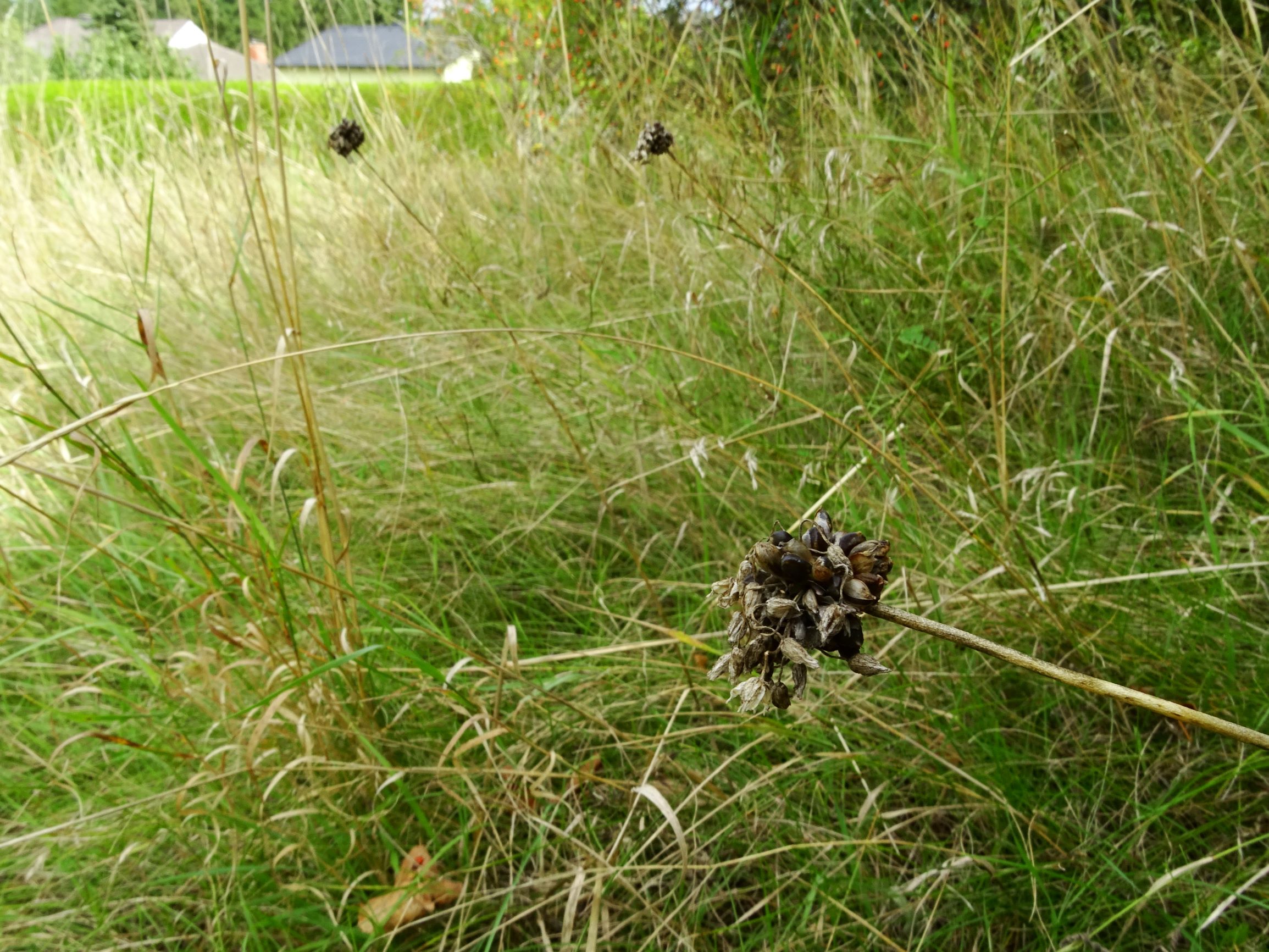 DSC05700 prell-SO allium scorodoprasum.JPG