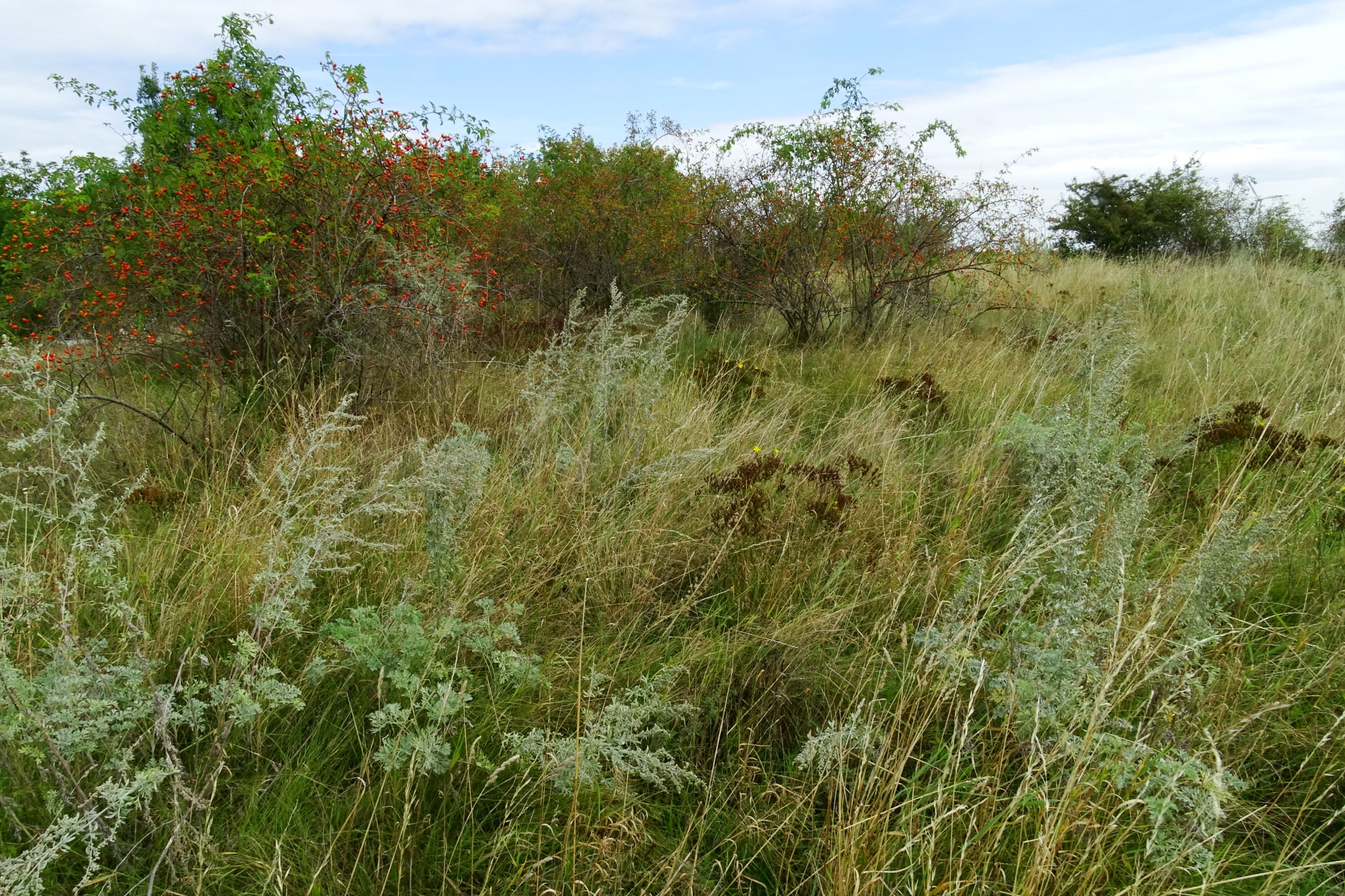 DSC05732 prell-SO hutweidesukzession mit artemisia absinthium, rosa canina, muscari comosum, hypericum perforatum etc.JPG