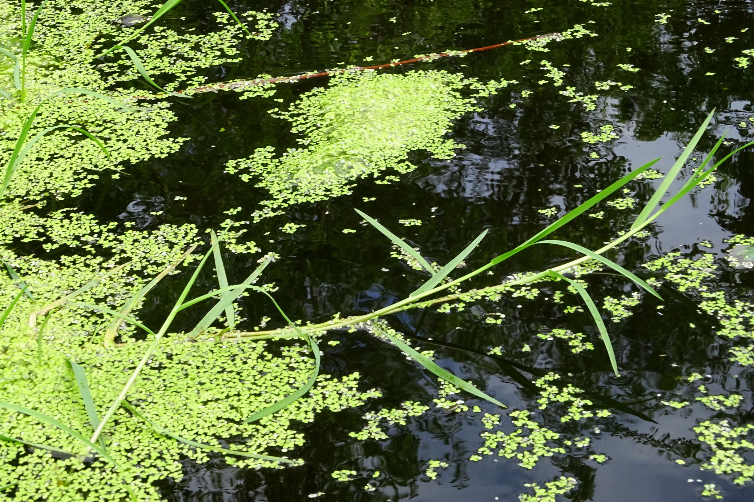 DSC05795 prell-SO Glyceria fluitans agg., lemna minor.JPG