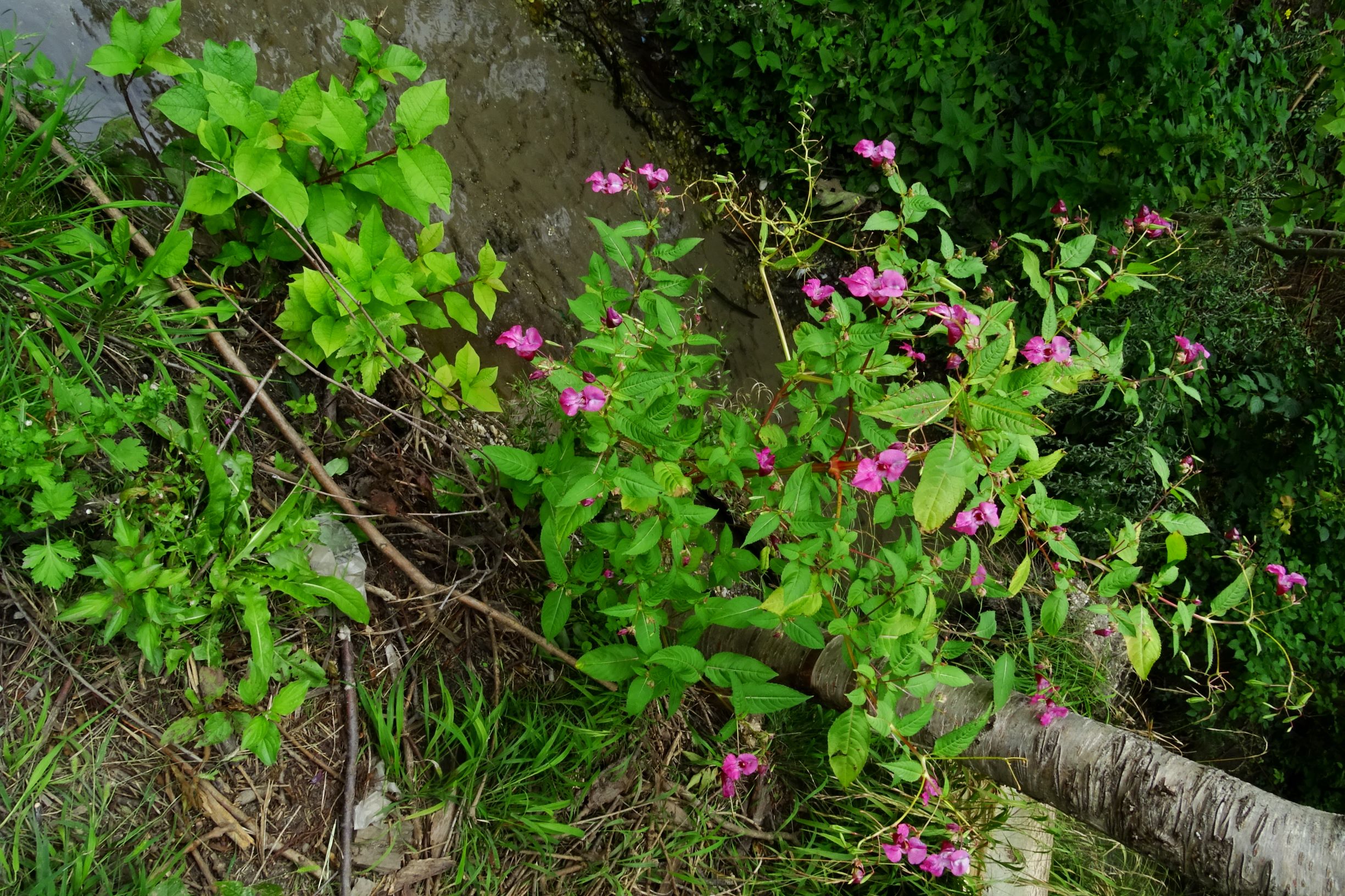 DSC05897 prell-SO impatiens glandulifera.JPG