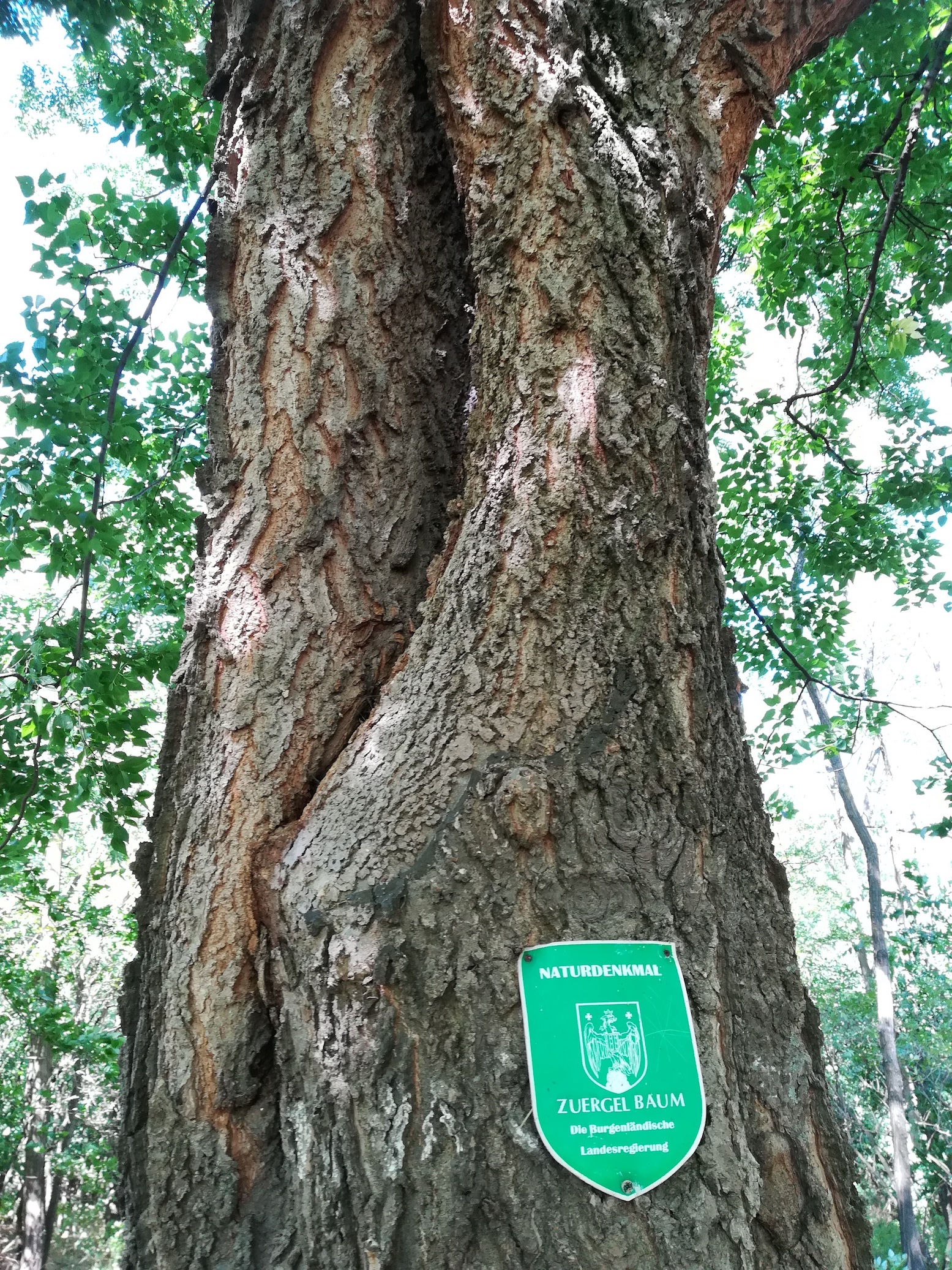 celtis occidentalis irrtümlich ausgewiesen als australis bei NSG siegendorfer puszta_20200905_113115.jpg