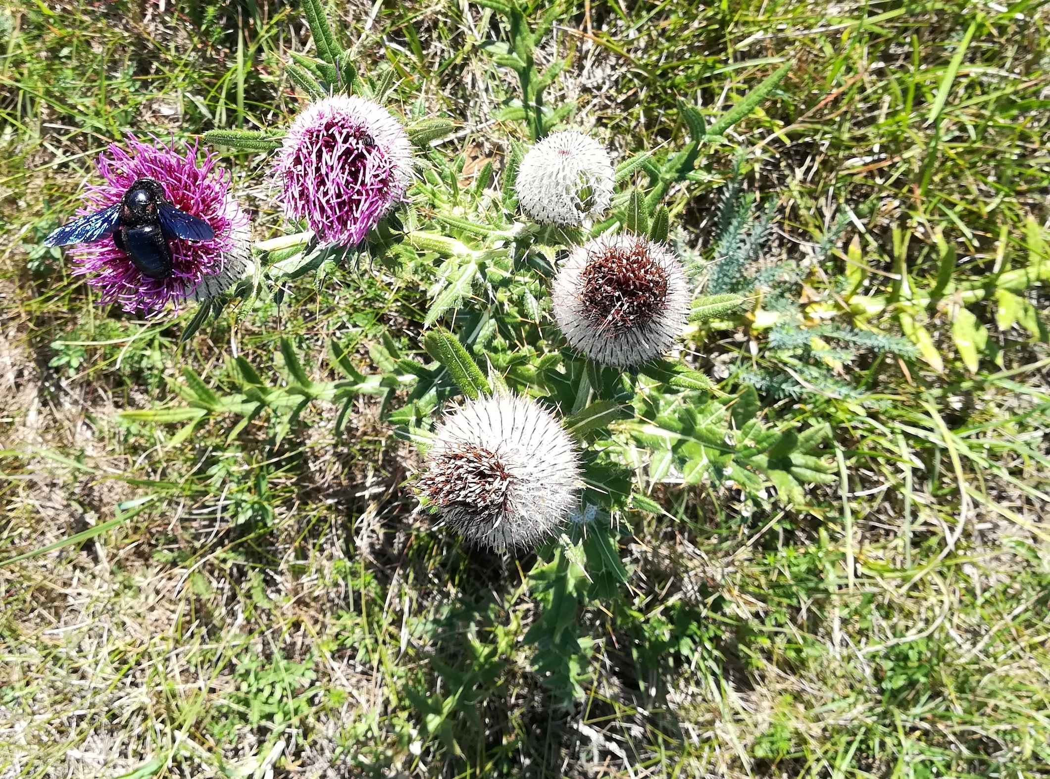 cirsium eriophorum große blaue holzbiene NSG siegendorfer puszta_20200905_134559.jpg