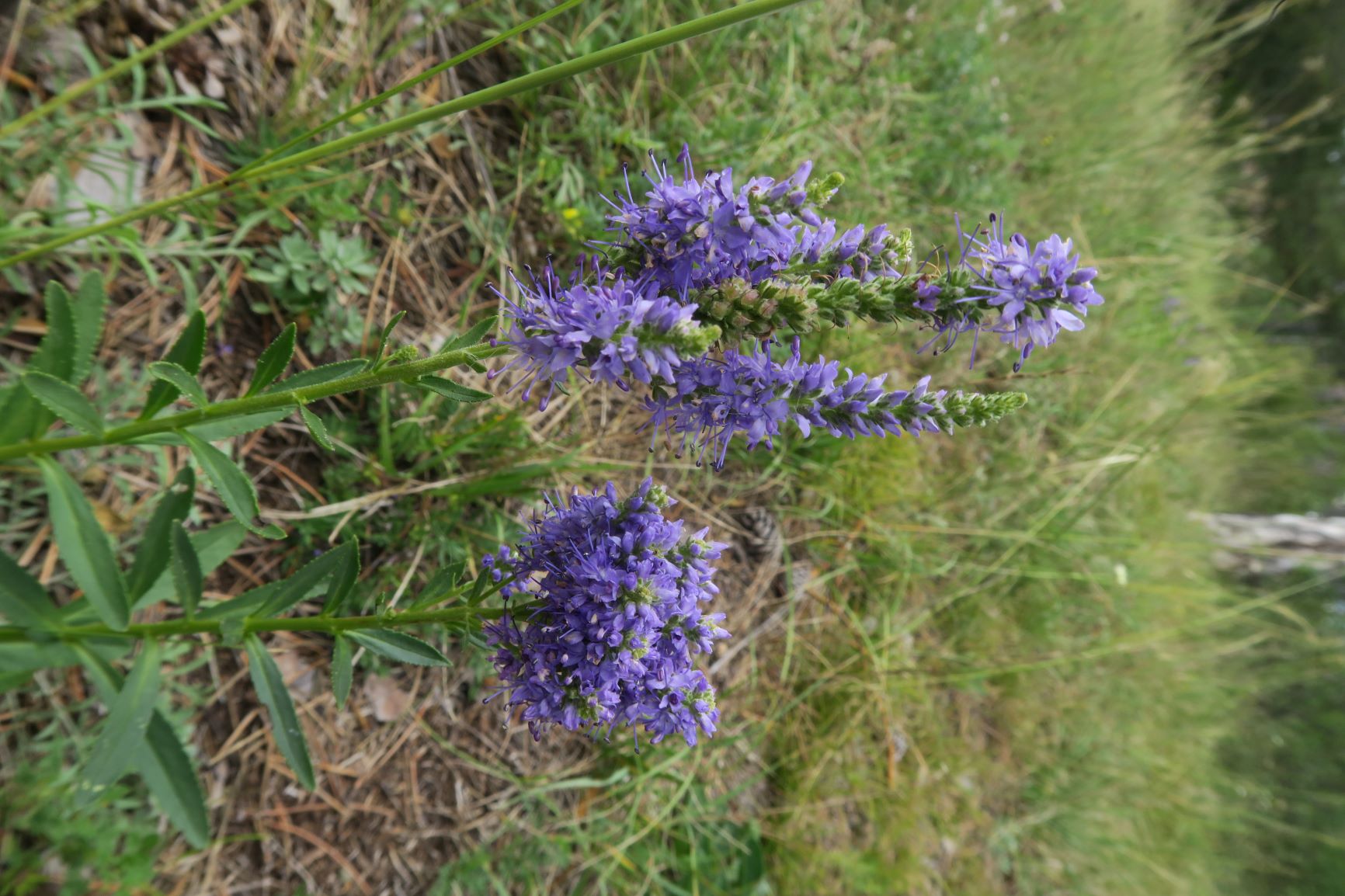 09.03 Bad Fischau Brunn Veronica spicata Steppen-Ehrenpreis, Blühtenrispen teils verwachsen, Föhrenwald Brunn-Bad Fischau 03.09.2020 C5X (1).JPG