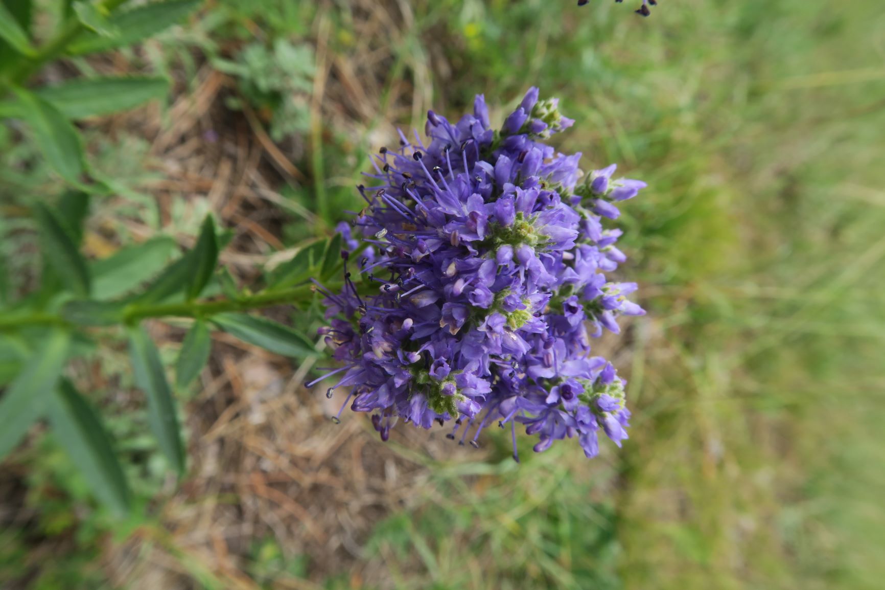 09.03 Bad Fischau Brunn Veronica spicata Steppen-Ehrenpreis, Blühtenrispen teils verwachsen, Föhrenwald Brunn-Bad Fischau 03.09.2020 C5X (2).JPG