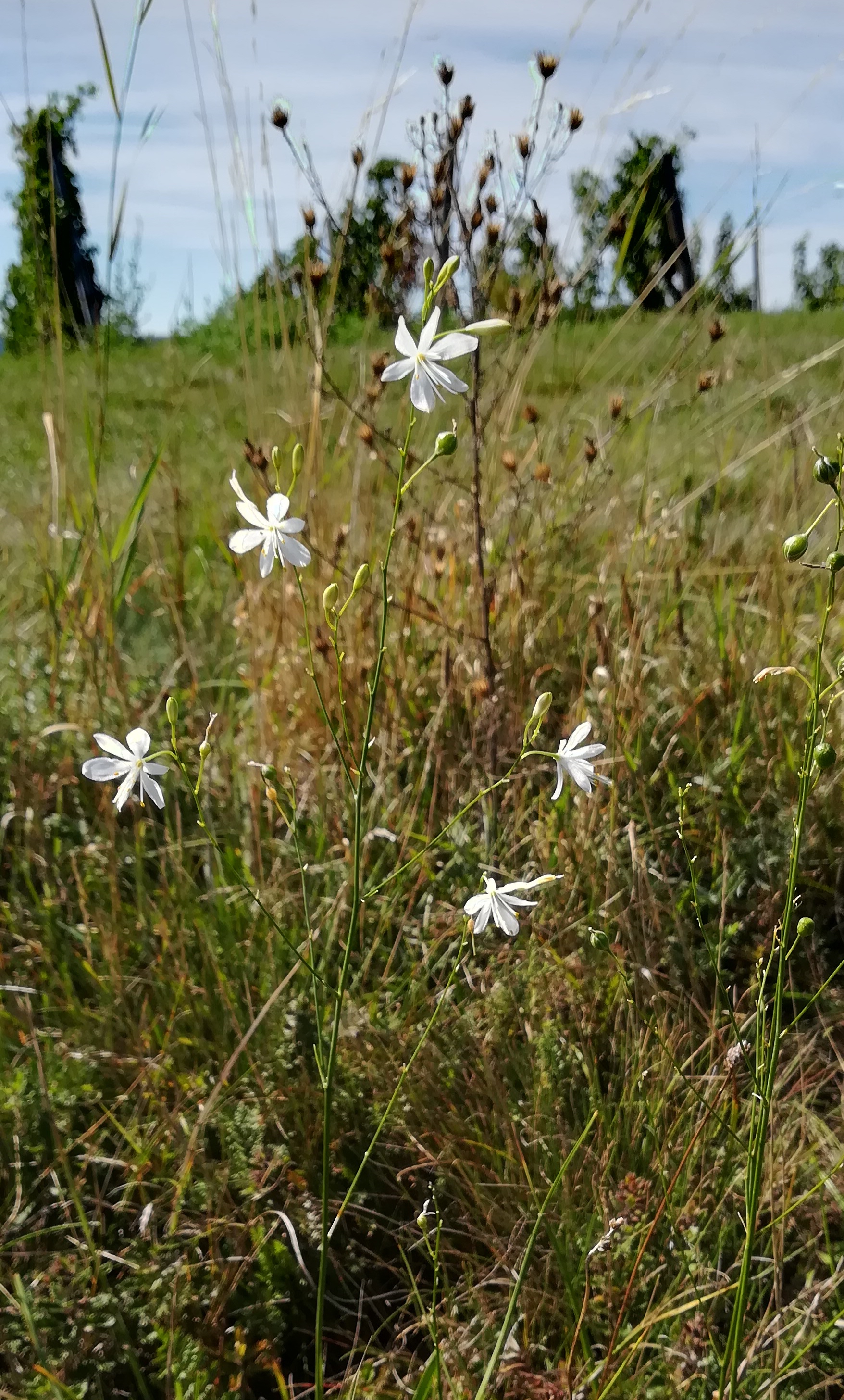 anthericum ramosum NSG siegendorfer puszta_20200905_123417.jpg