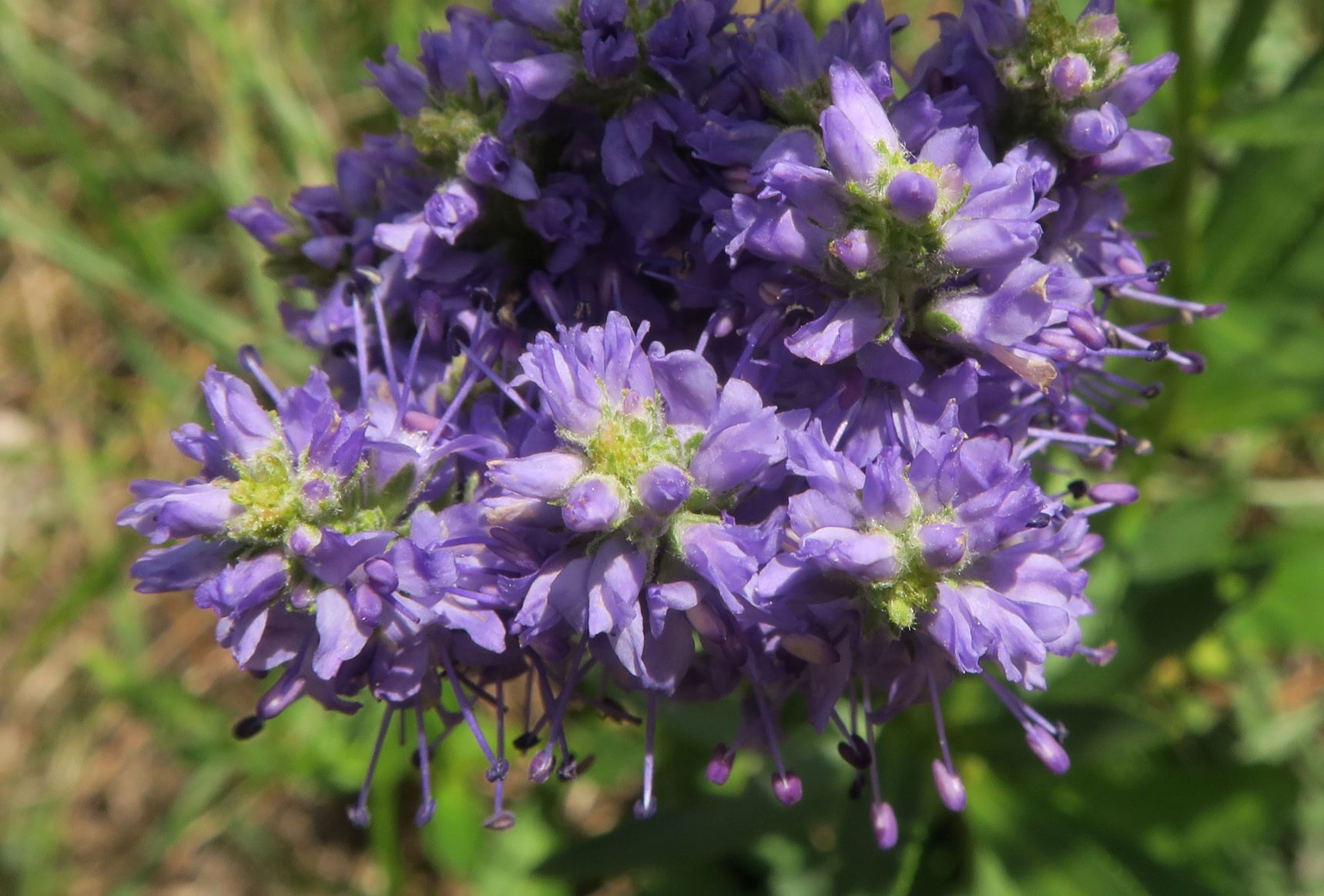 09.03 Bad Fischau Brunn Veronica spicata Steppen-Ehrenpreis, Blütenrispen teils verwachsen, Föhrenwald Brunn-Bad Fischau 03.09.2020 C5X (1).JPG