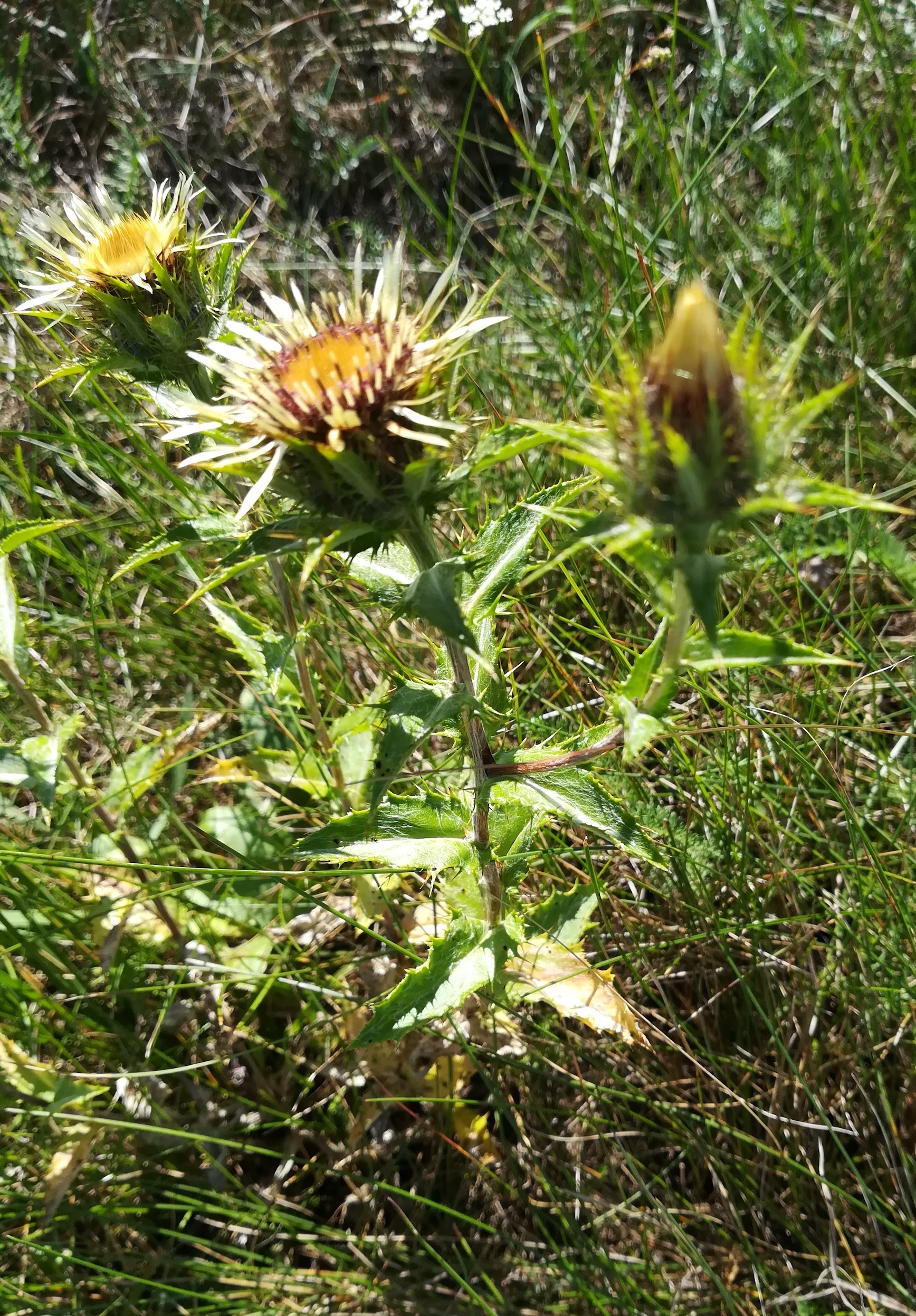 carlina vulgaris NSG siegendorfer puszta_20200905_124954.jpg