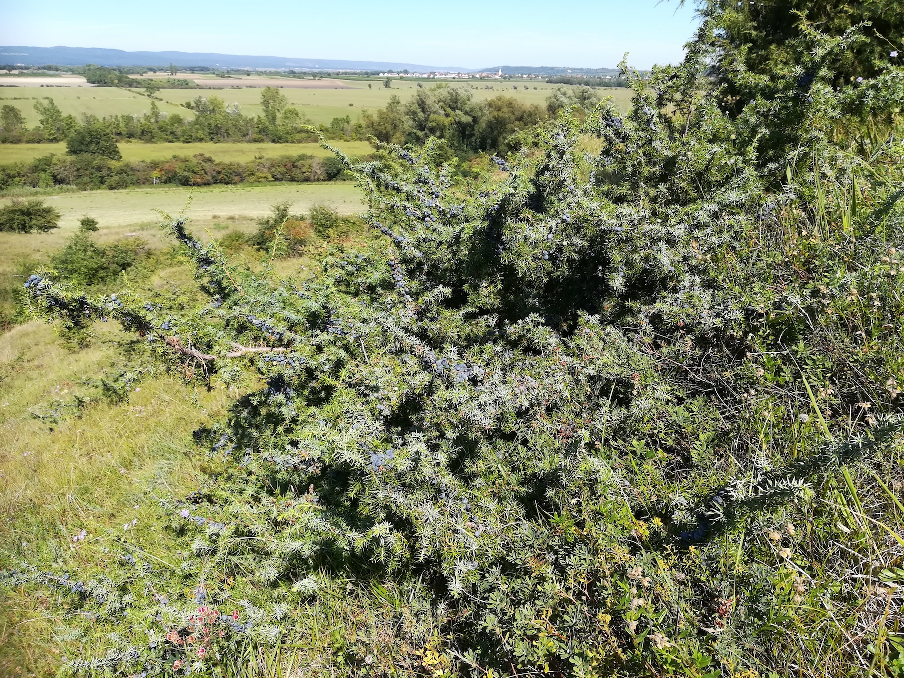 juniperus communis NSG siegendorfer puszta_20200905_132631.jpg