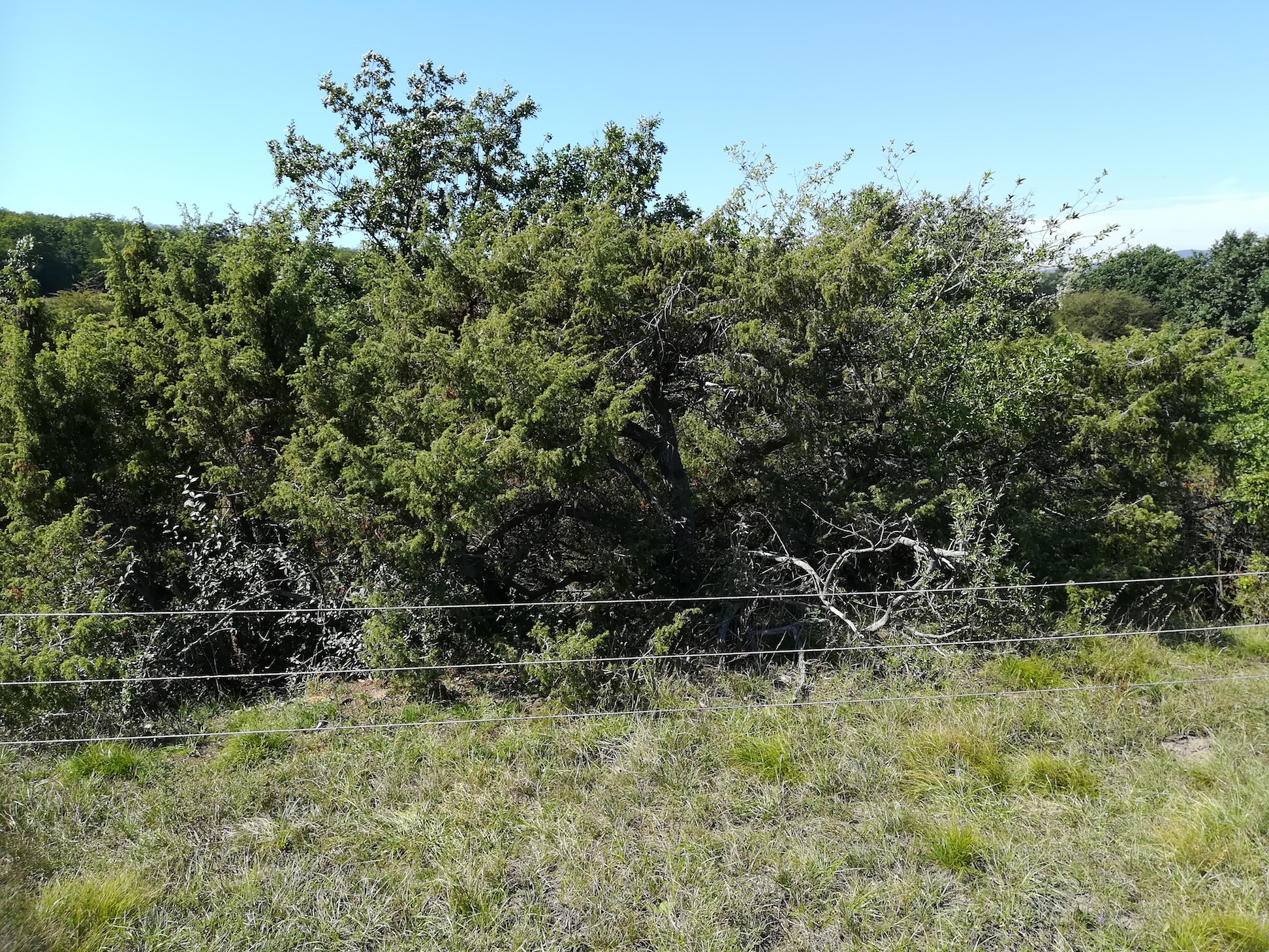 juniperus communis NSG siegendorfer puszta_20200905_134407.jpg