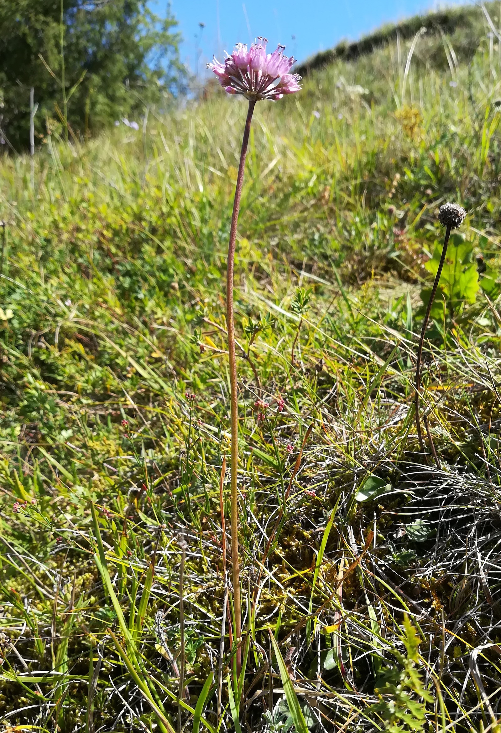 allium lusitanicum NSG siegendorfer puszta_20200905_132948.jpg