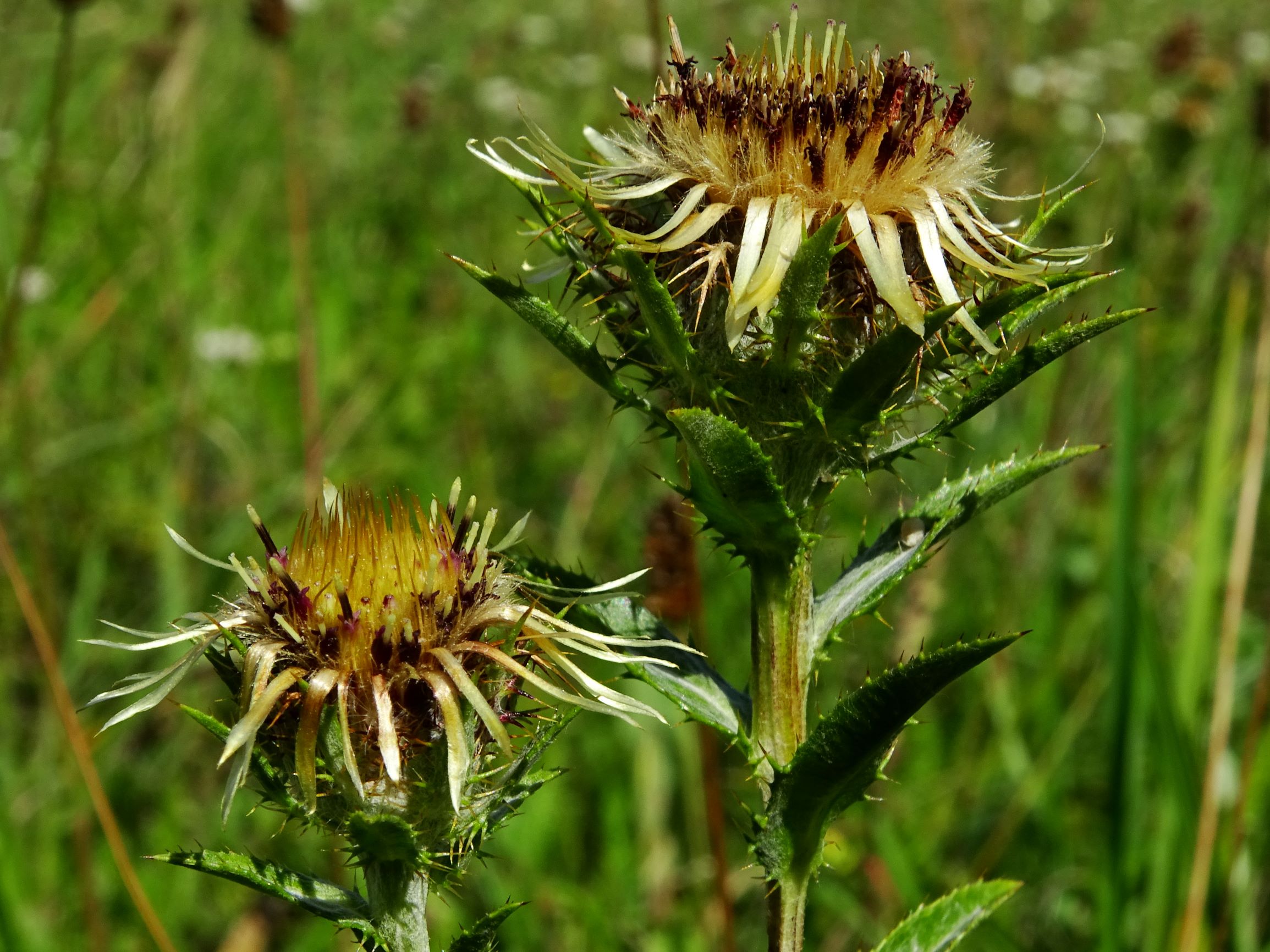 DSC06039 prell-SO carlina cf. biebersteinii brevibracteata.JPG