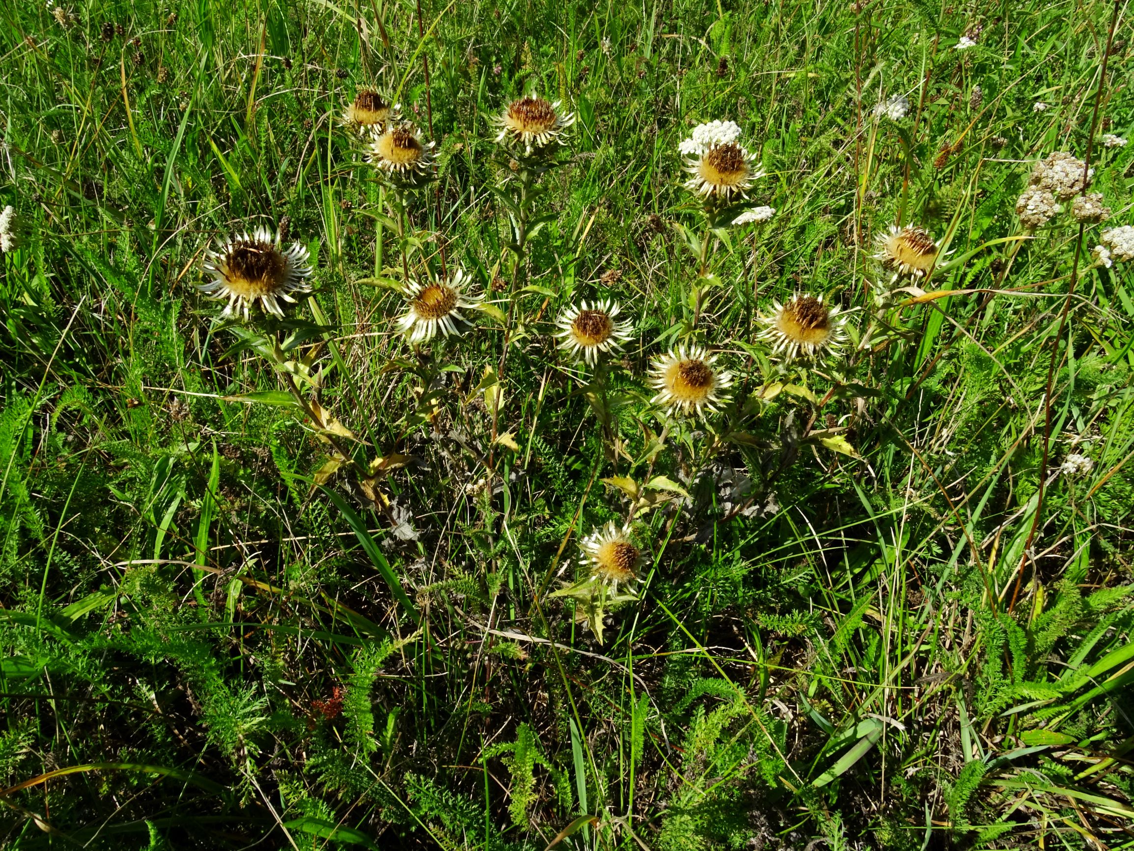 DSC06041 prell-SO carlina cf. biebersteinii brevibracteata.JPG