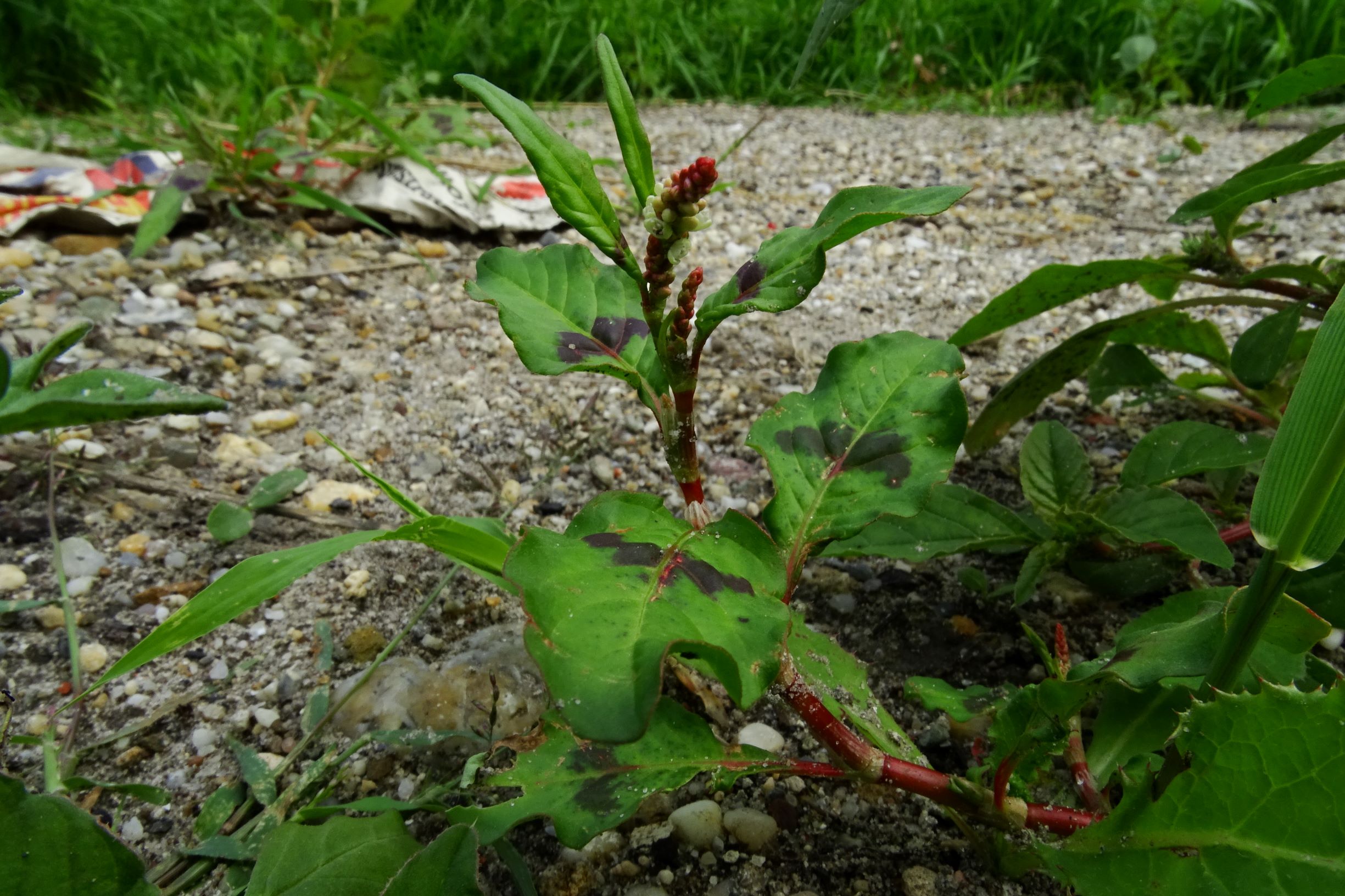 DSC05914 prell-SO persicaria lapathifolia s.l..JPG