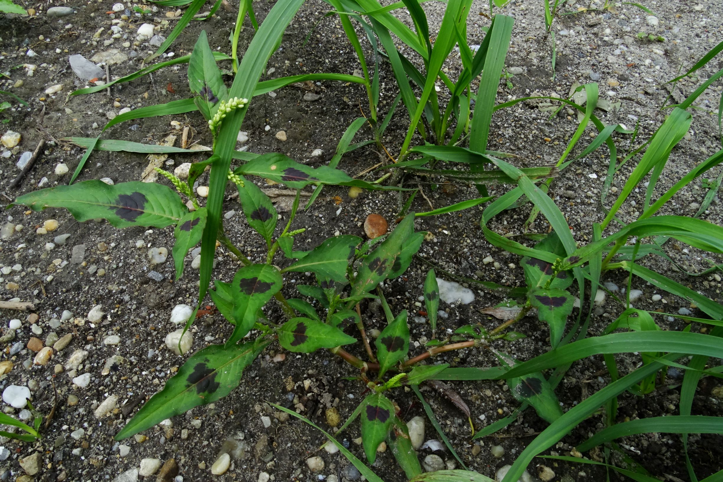 DSC05917 prell-SO persicaria lapathifolia s.l..JPG
