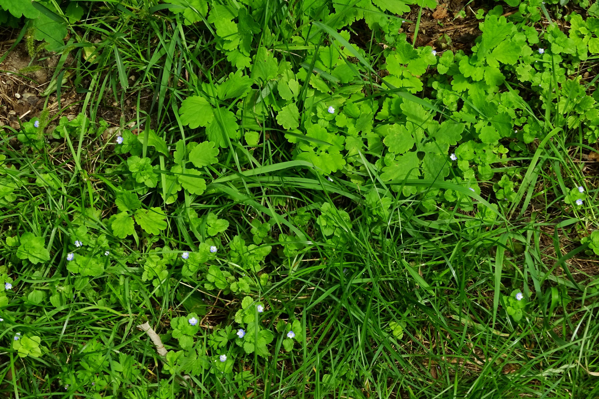 DSC05987 prell-SO veronica persica, chelidonium majus.JPG