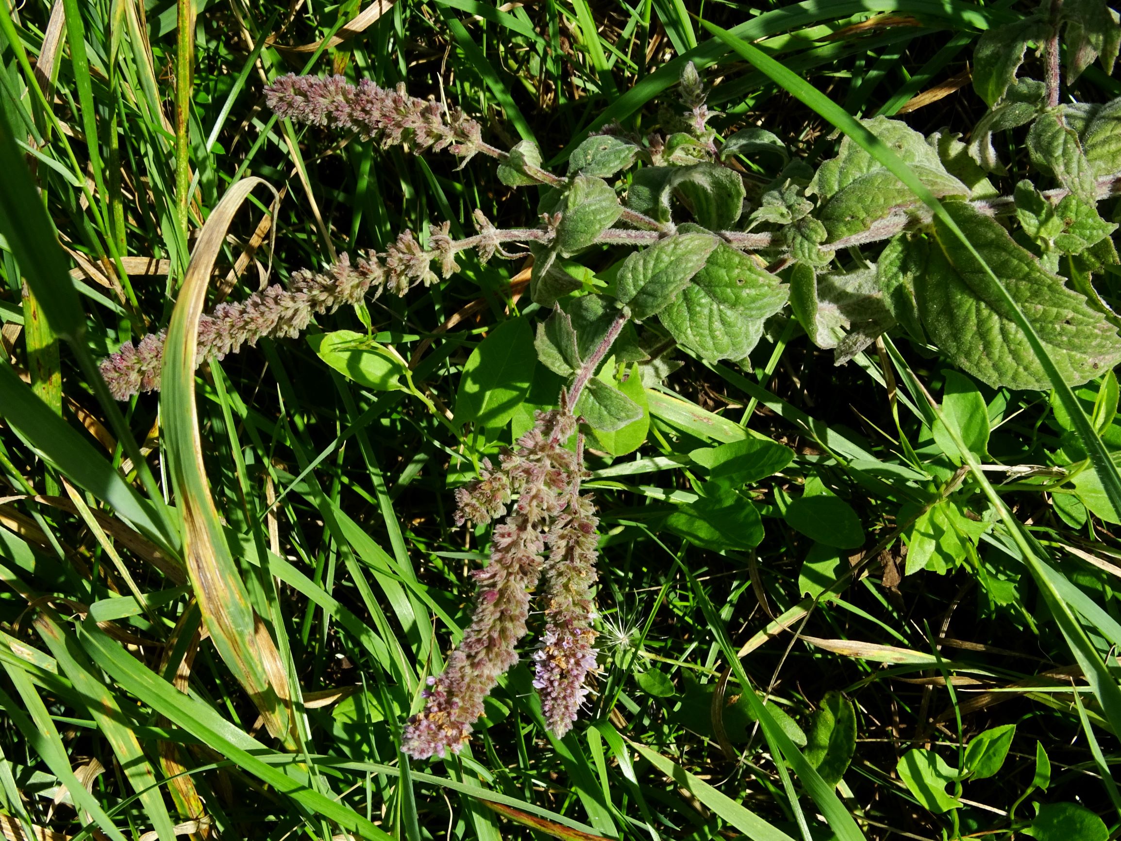 DSC06024 prell-SO mentha spicata agg. (viel longifolia, aber nicht ganz).JPG