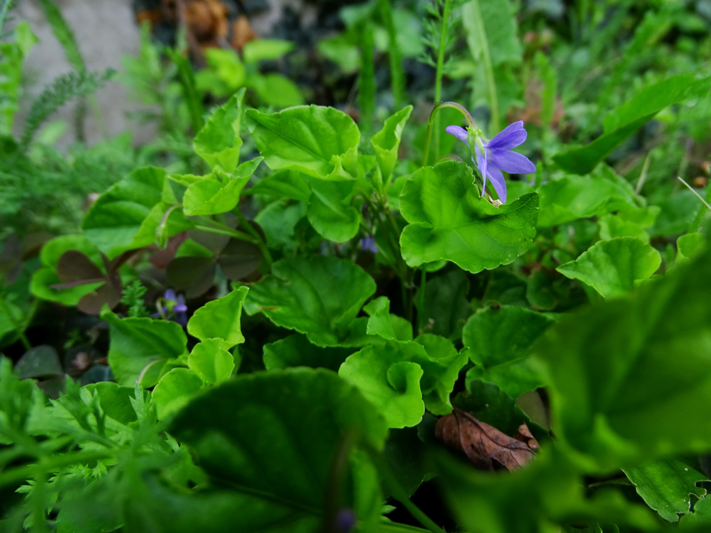 DSC06058 prell-SO viola x bavarica.JPG