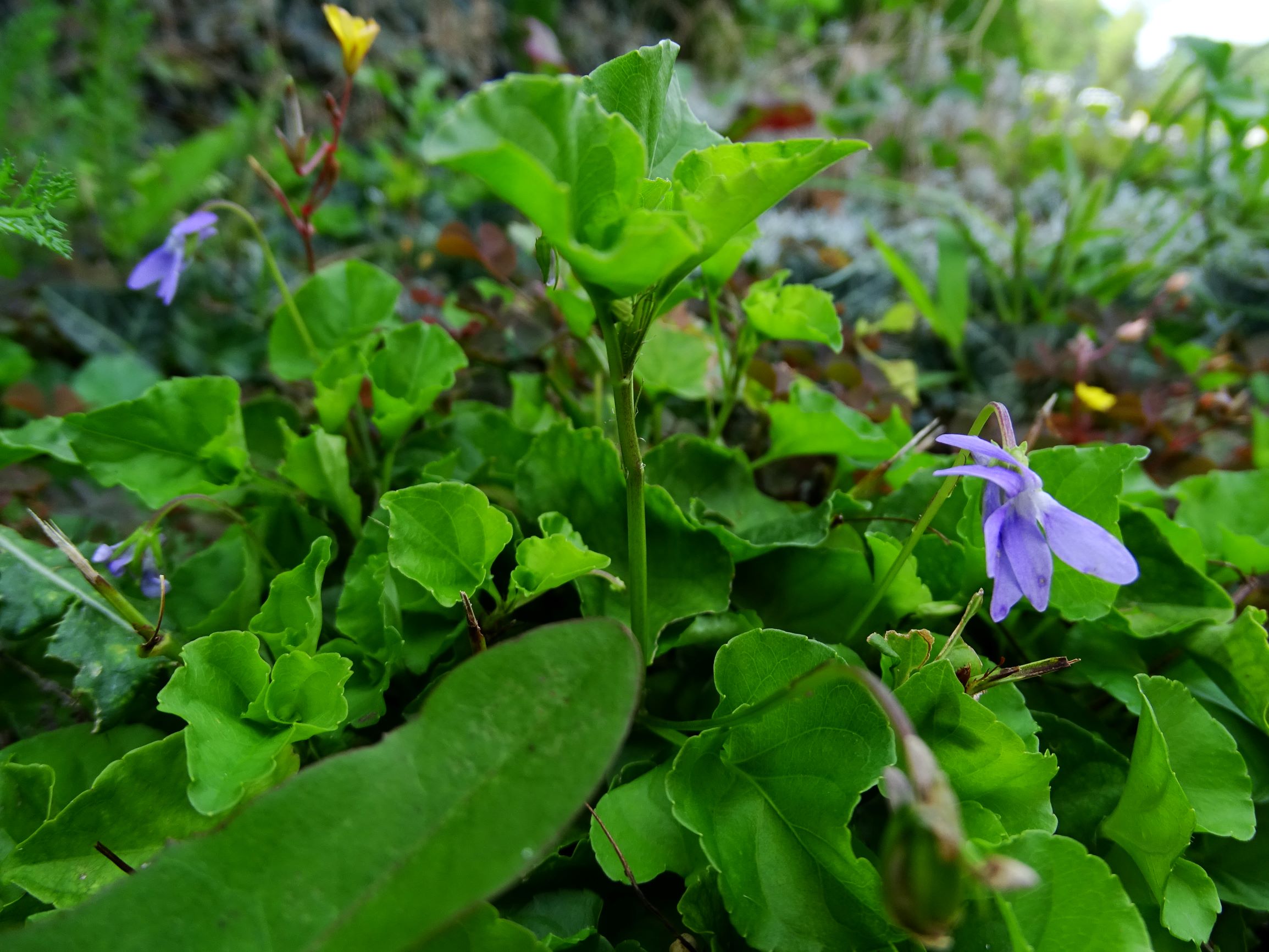 DSC06059 prell-SO viola x bavarica.JPG