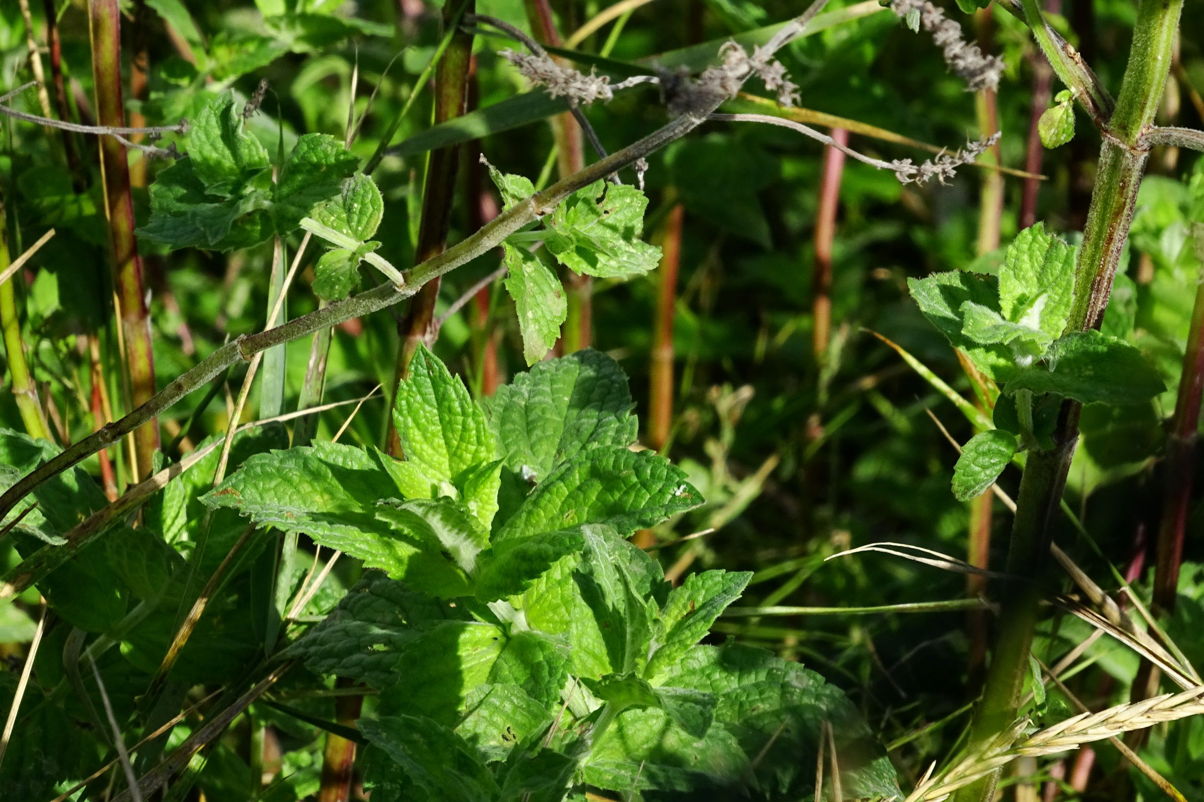 DSC06074 prell-SO mentha spicata agg..JPG