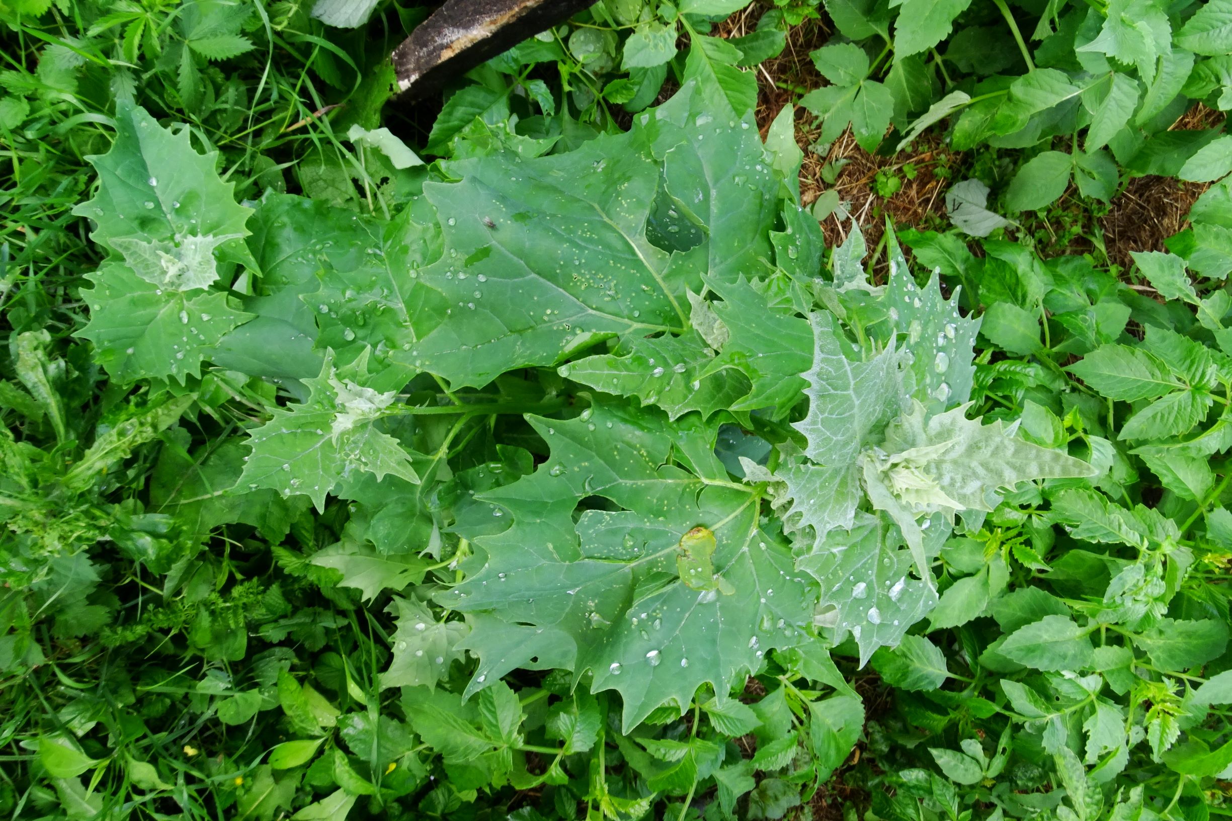 DSC00779 atriplex sagittata nach hagel, 2020-06-03, prellenkirchen-mitte.JPG