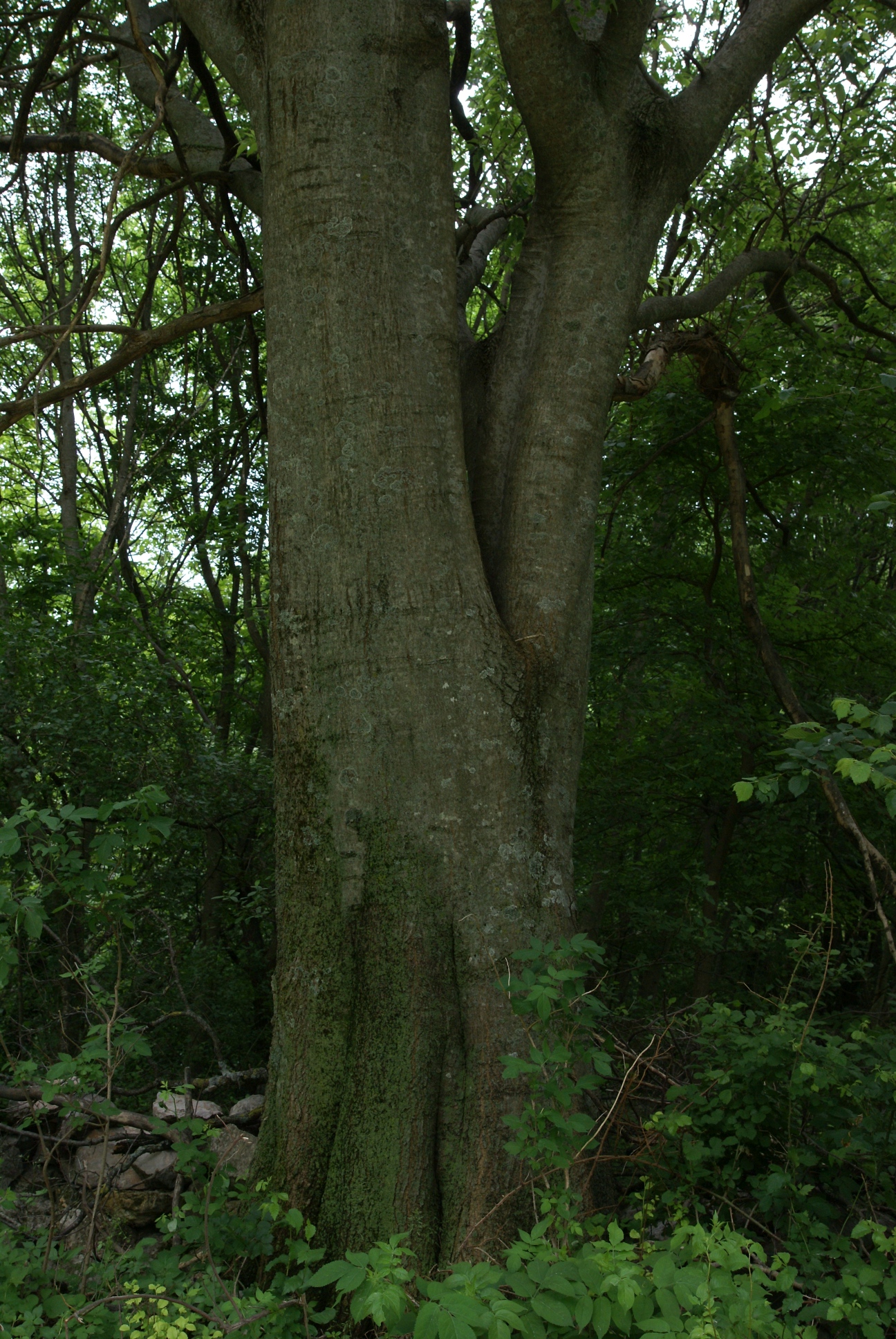 Celtis australis.jpg