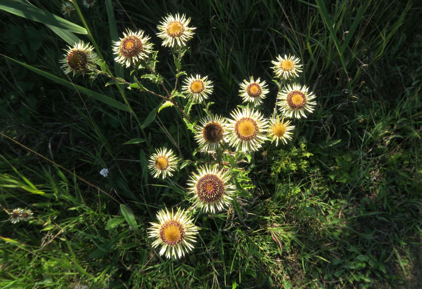 08.20 Seewinkel Zitzmannsdorfer Wiesen Mittelweg Carlina vulgaris agg.Gewöhnlich-Golddistel, Grabenbewuchs zw. Mittel- und Radlerweg 20.08.2020 C5X (1).JPG