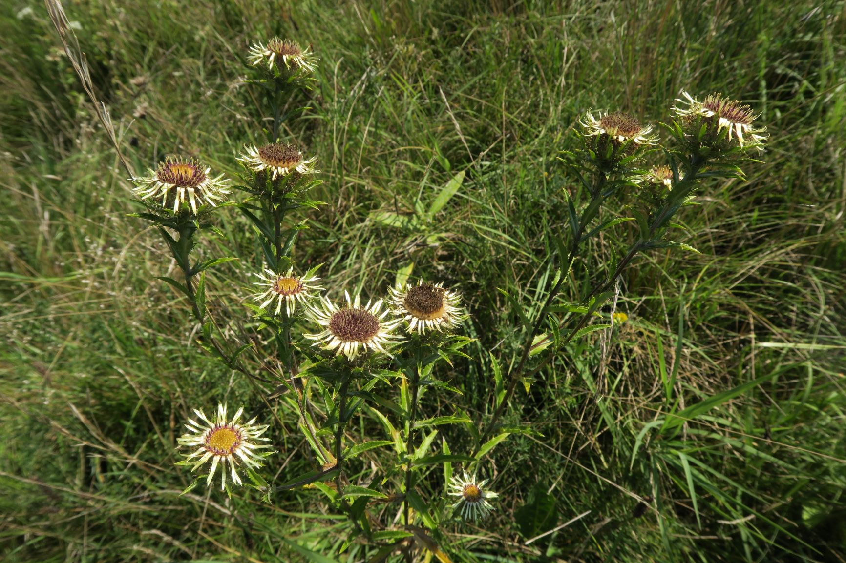 08.20 Seewinkel Zitzmannsdorfer Wiesen Mittelweg Carlina vulgaris agg.Gewöhnlich-Golddistel, Grabenbewuchs zw. Mittel- und Radlerweg 20.08.2020 C5X.JPG