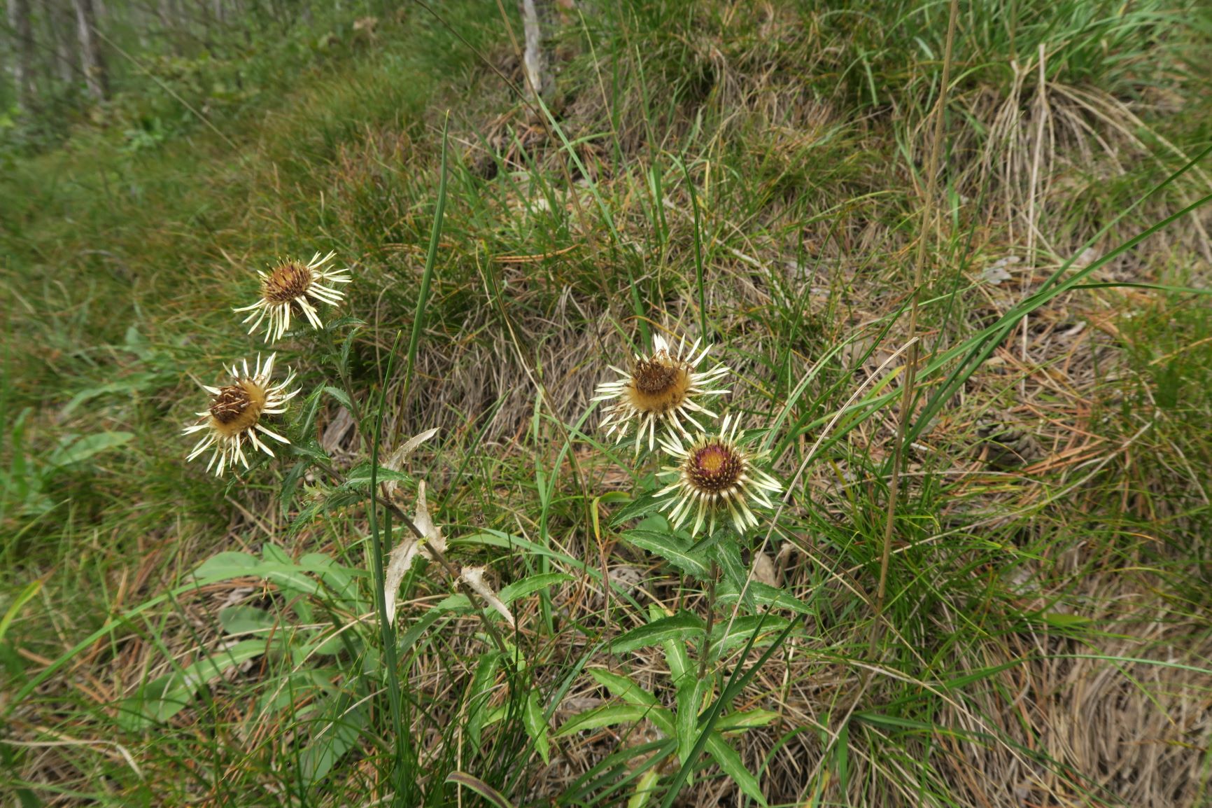 09.03 Bad Fischau Brunn Carlina vulgaris agg. Gewöhnlich-Golddistel, Föhrenwald Brunn-Bad Fischau 03.09.2020 C5X (1).JPG