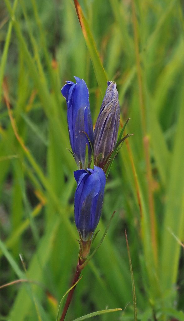 k-Gentiana pneumonanthe 1.JPG